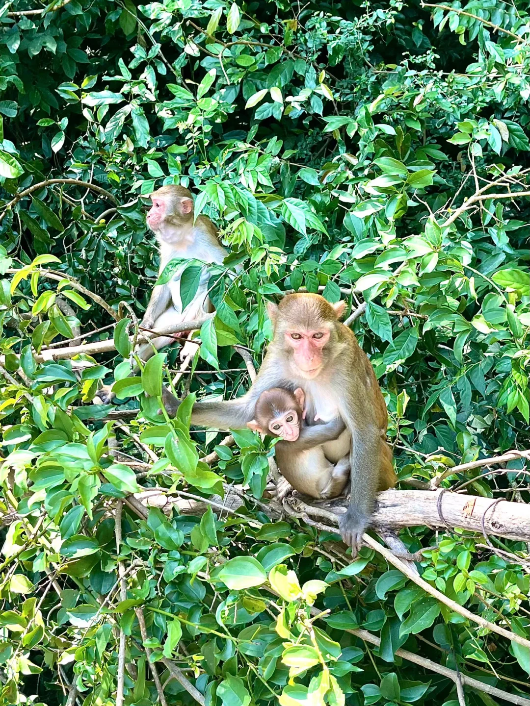 谁懂啊..被自己做的陵水带娃攻略满意睡不着