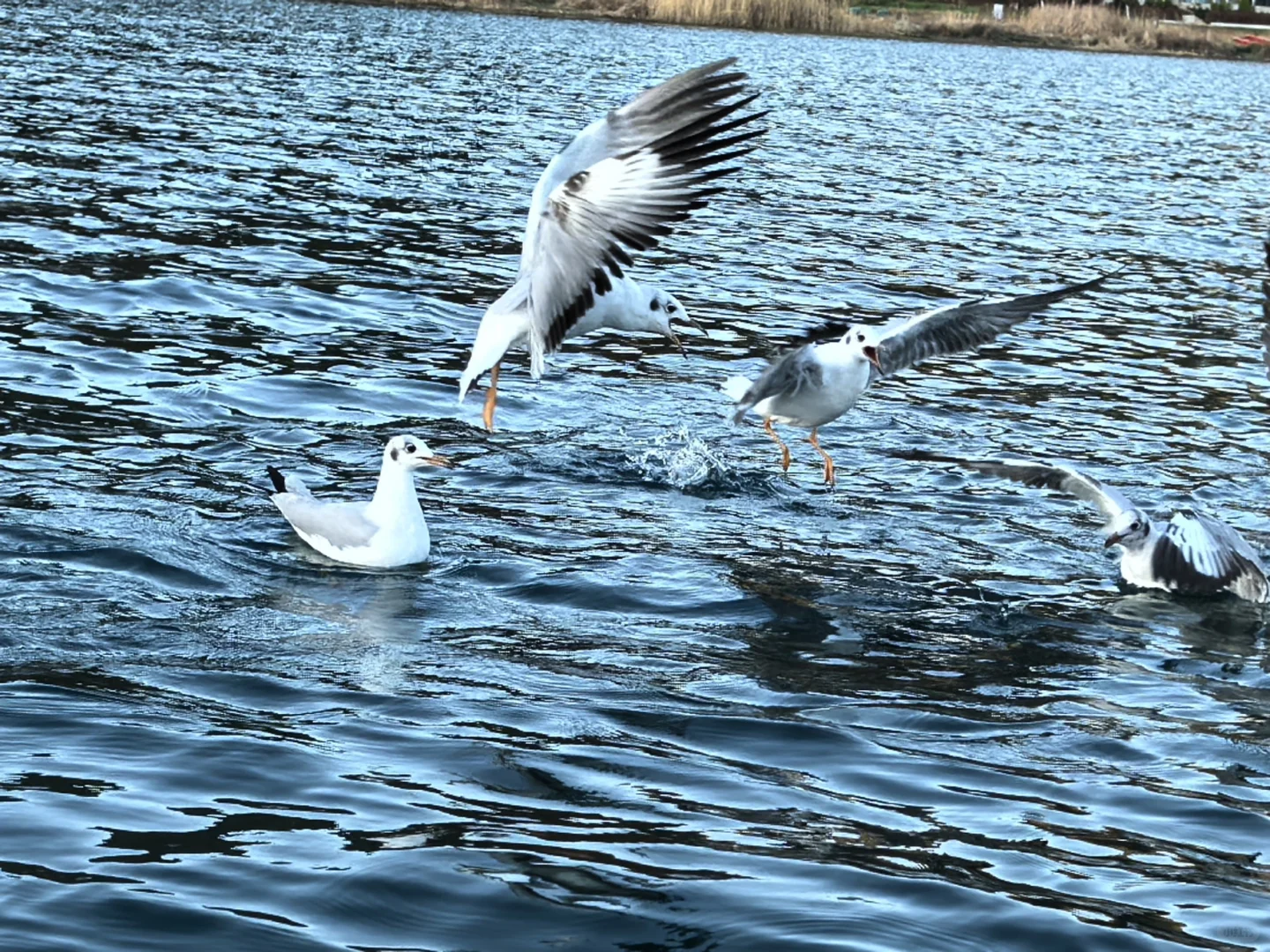 泸沽湖绝美！