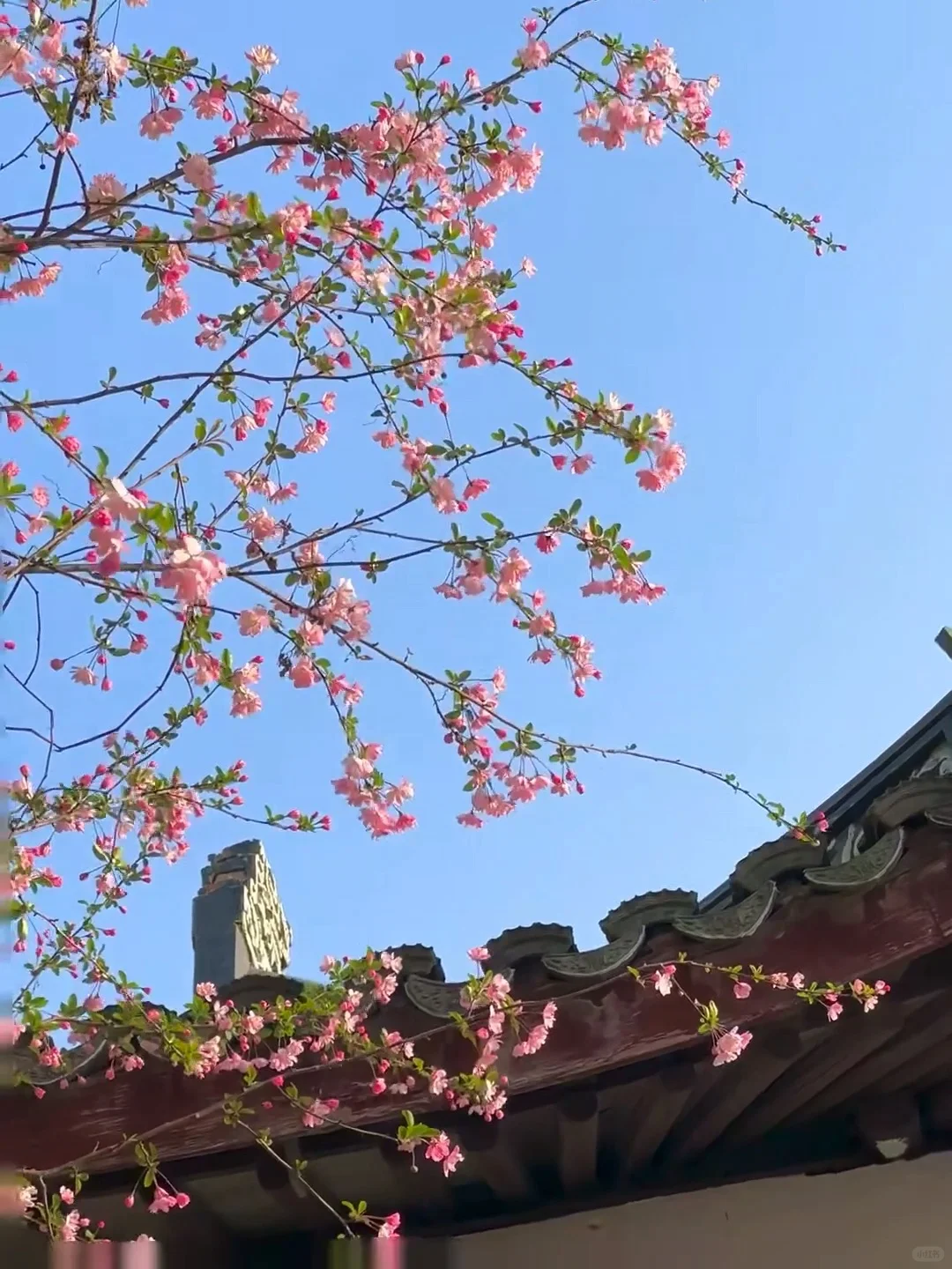 愿每个4-5🈷来苏州的宝子都能看到这篇