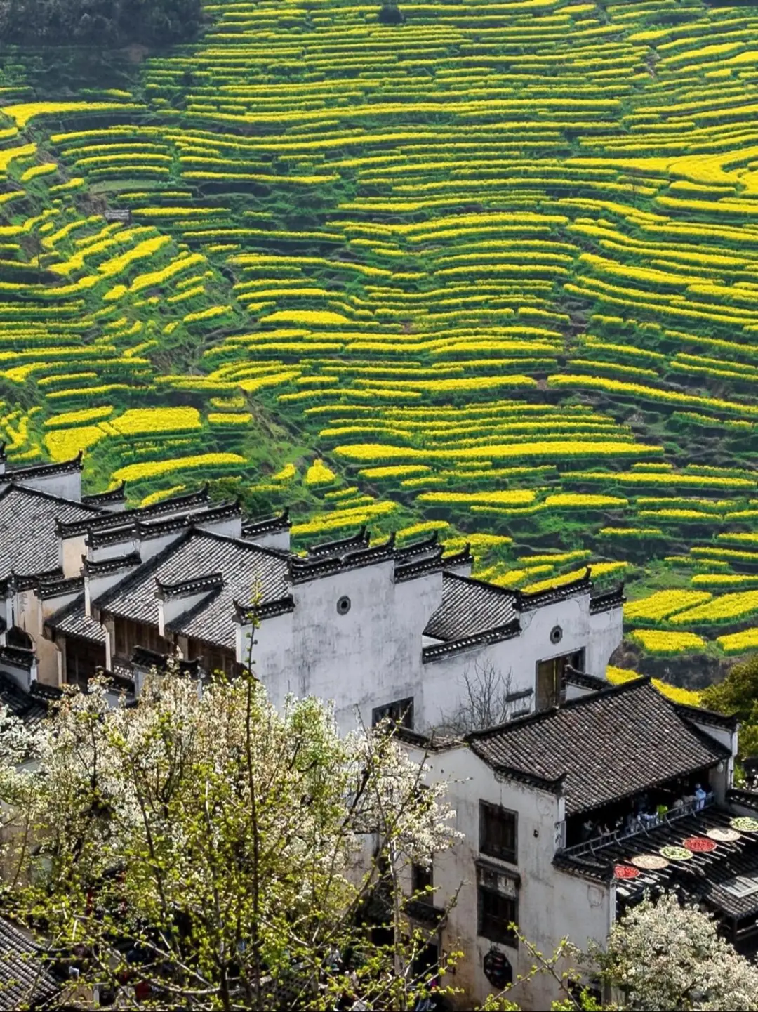 第一次去婺源千万不要把顺序搞反了