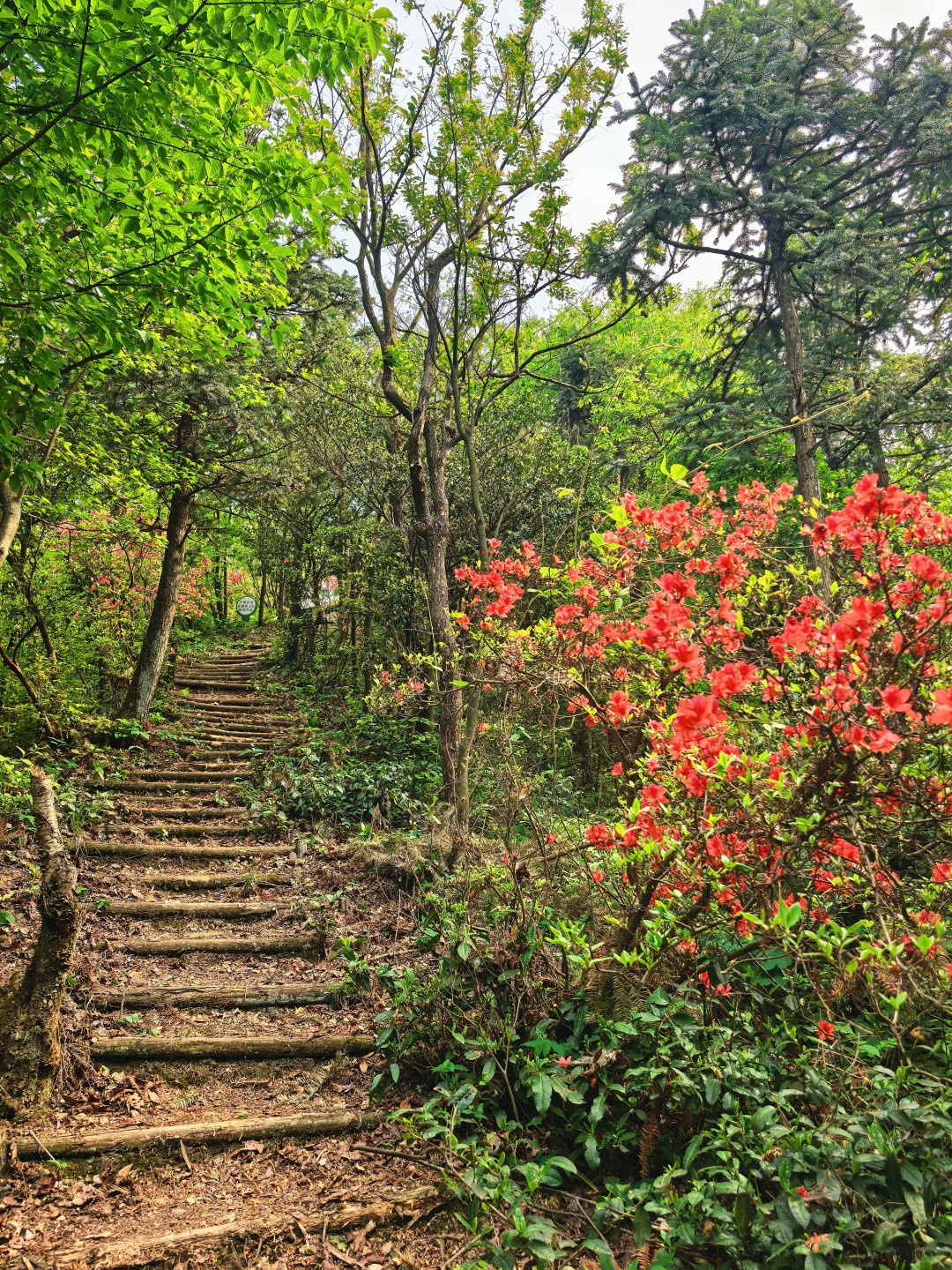 沪漂周末12h出逃→富阳ℓ爬野山,赏映山红