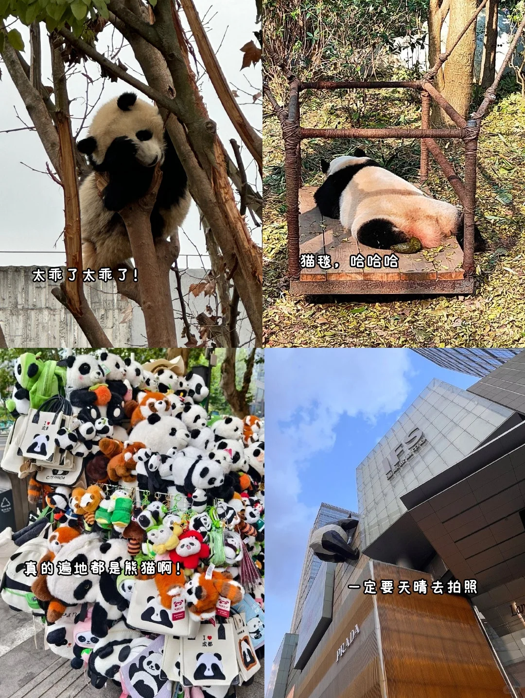 成都刚发布的旅游通知❗幸好提前看到