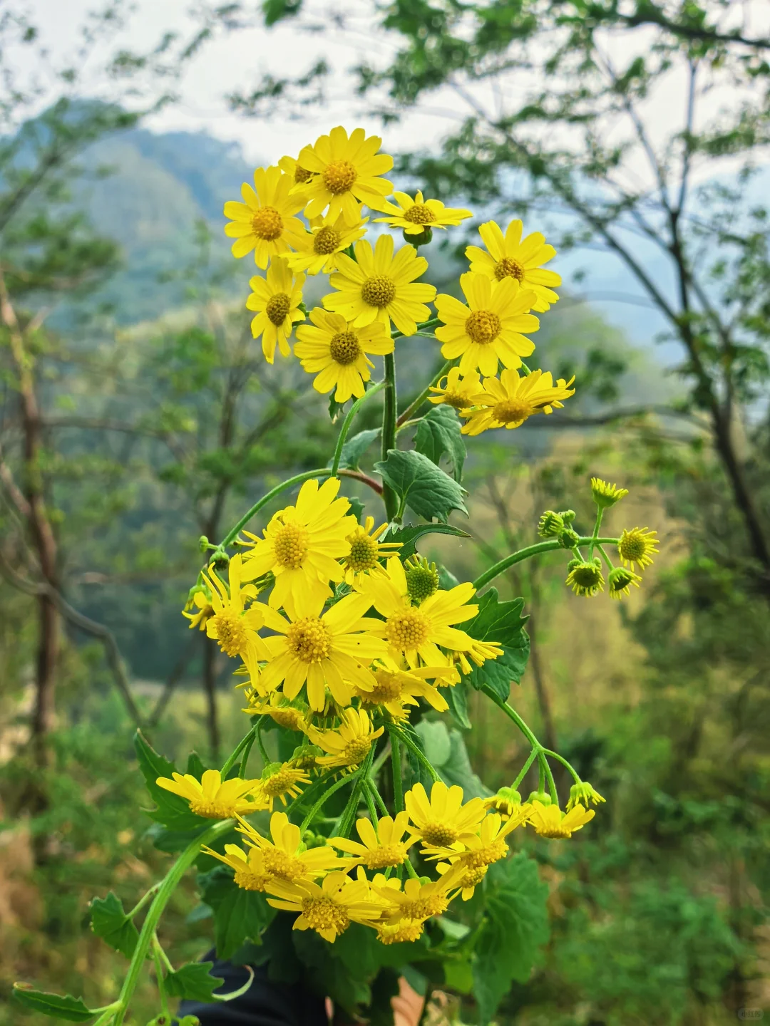 沪漂周末12h出逃→富阳ℓ爬野山,赏映山红