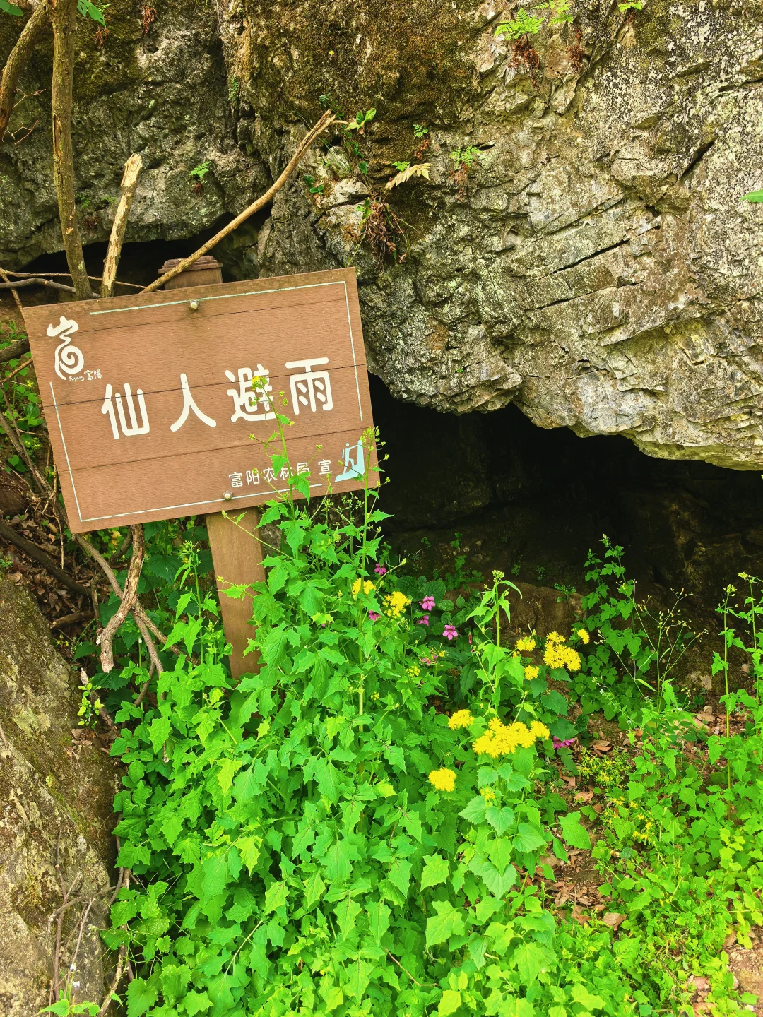 沪漂周末12h出逃→富阳ℓ爬野山,赏映山红