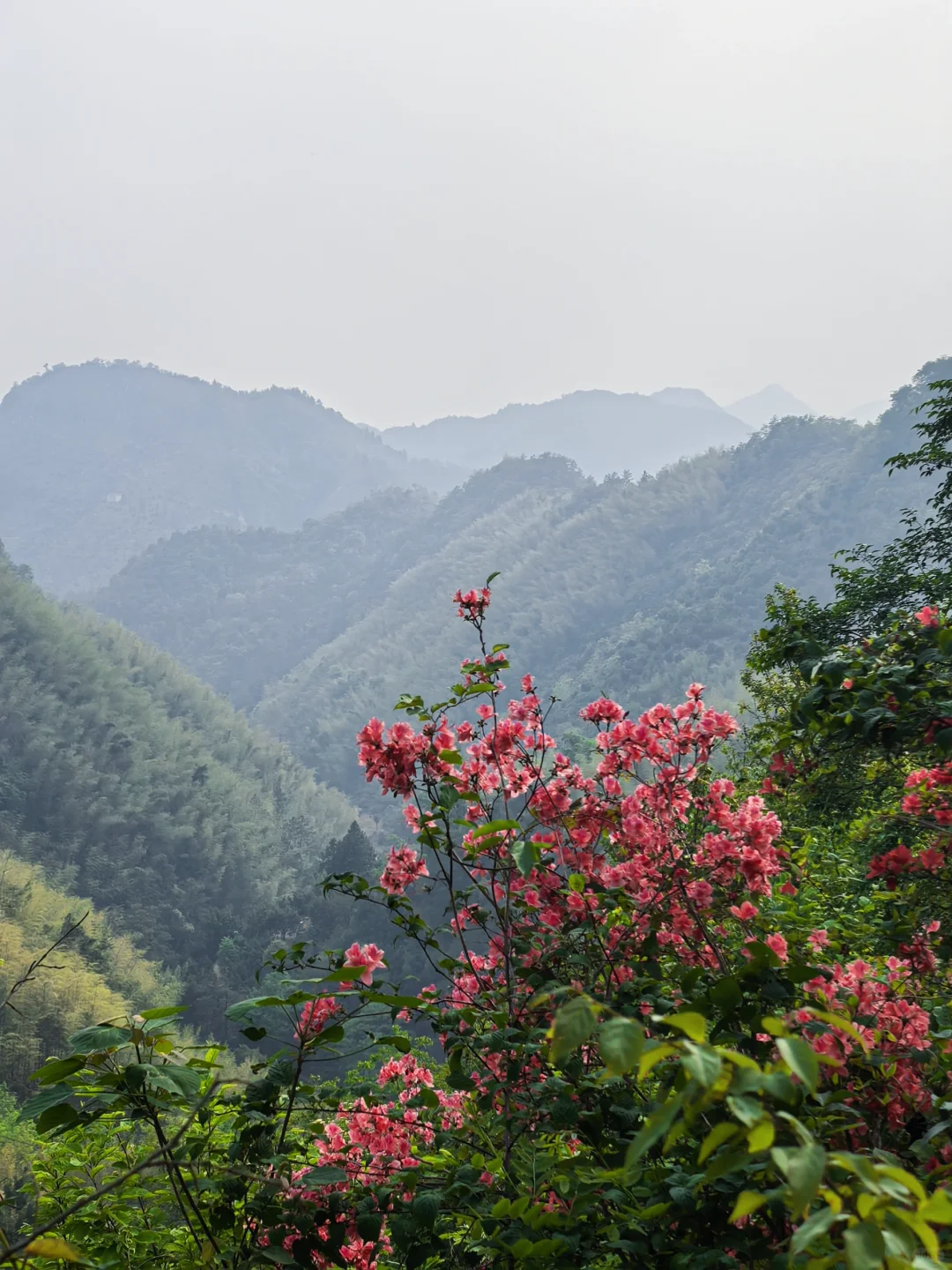 沪漂周末12h出逃→富阳ℓ爬野山,赏映山红