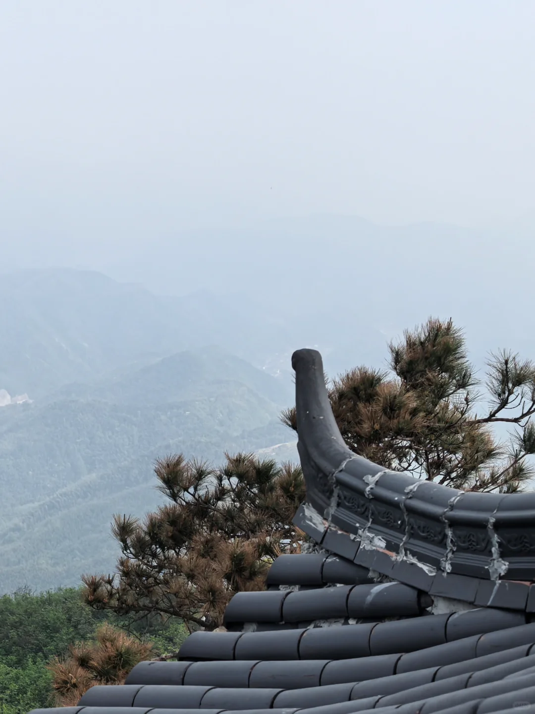 沪漂周末12h出逃→富阳ℓ爬野山,赏映山红