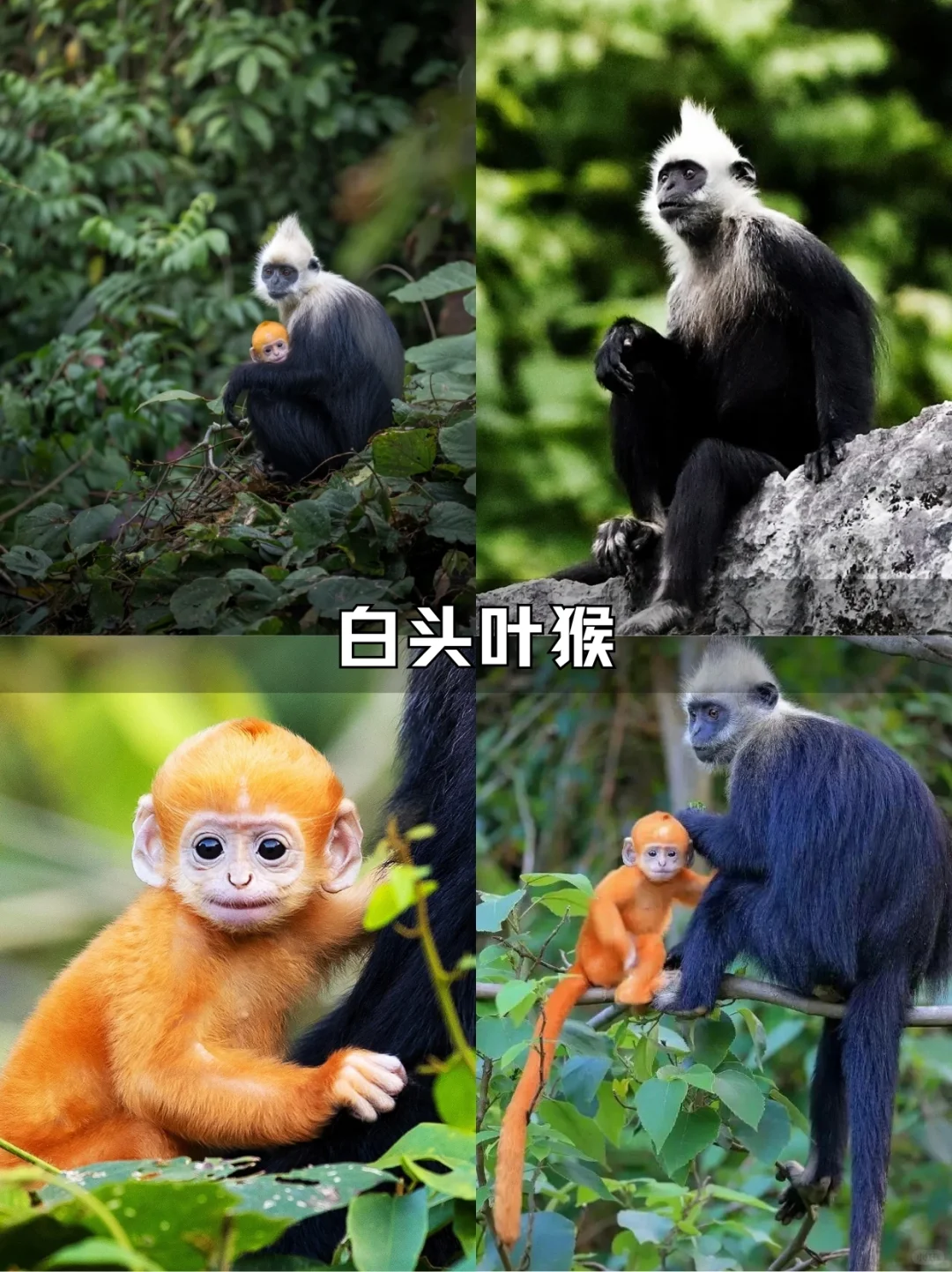 五一爆冷，鹅泉真的美到窒息