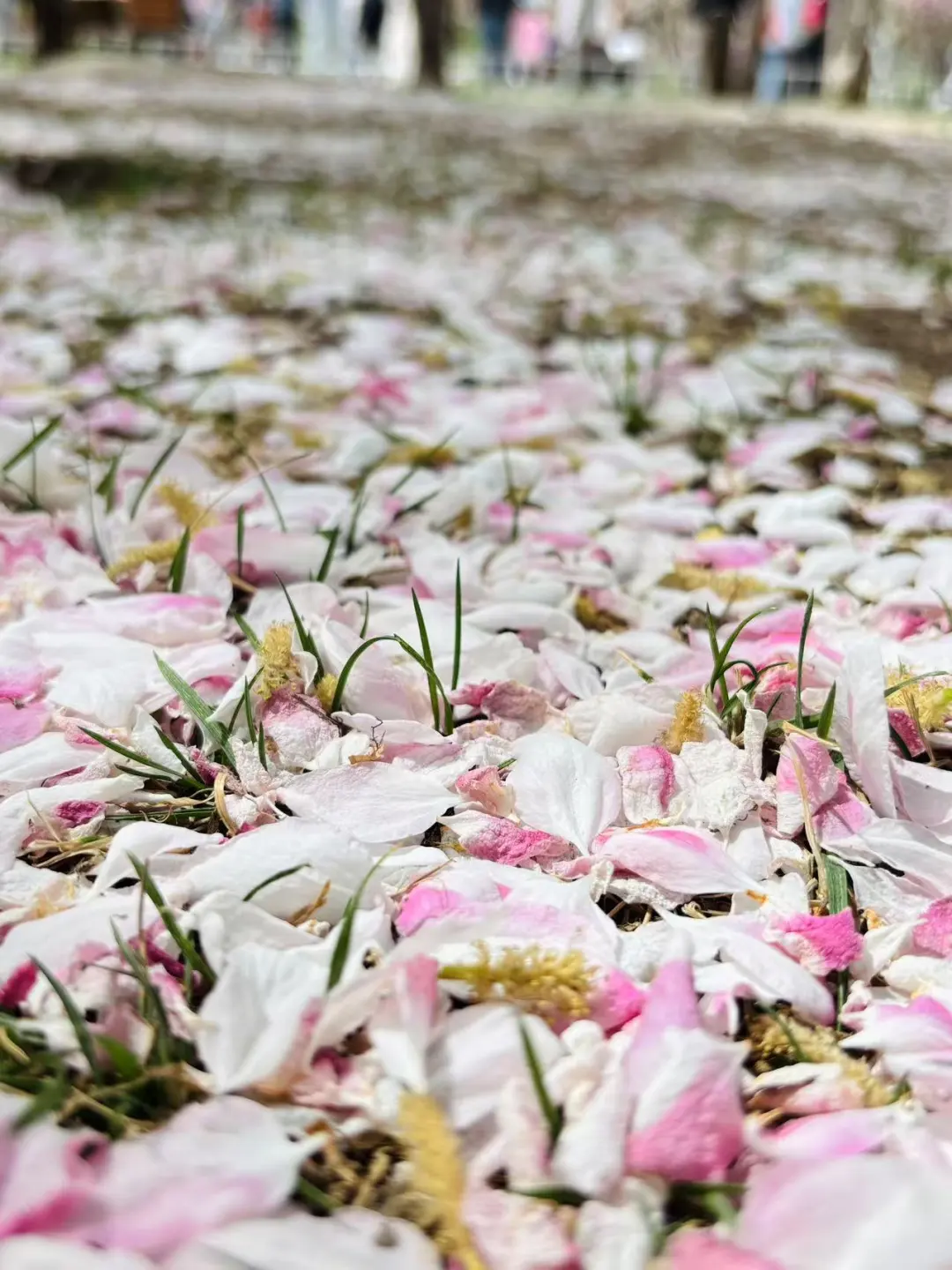 五一来天津的姐妹们注意啦💯来天津一定要看