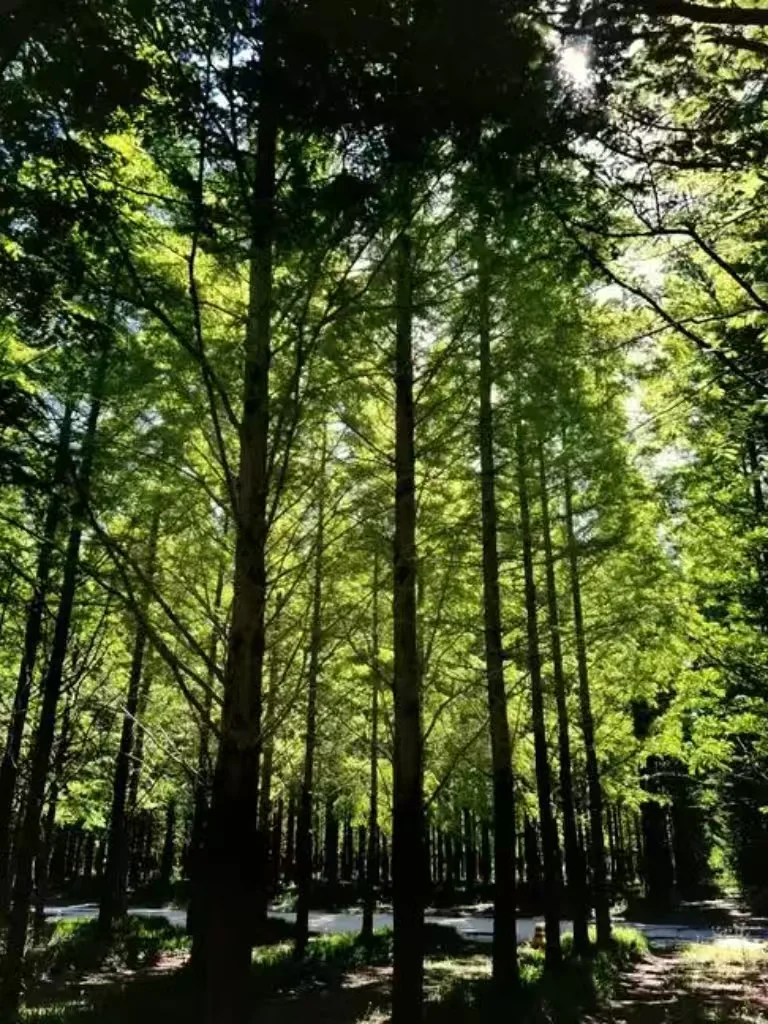 😱被遗忘的4大神仙景点，美到窒息！