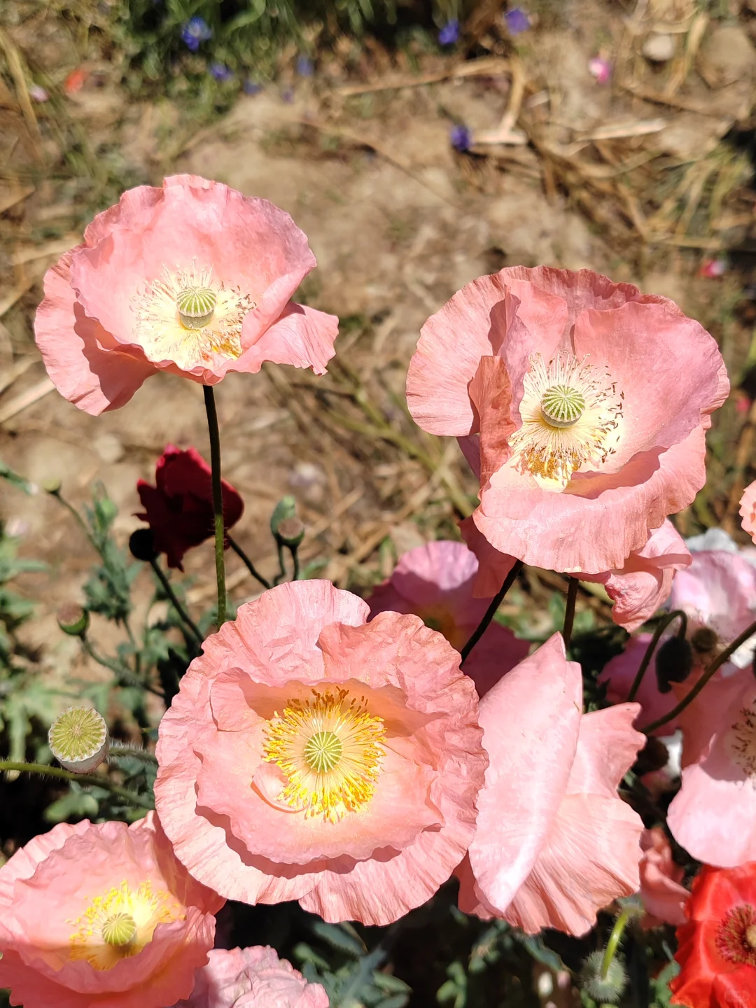 4.25日记
