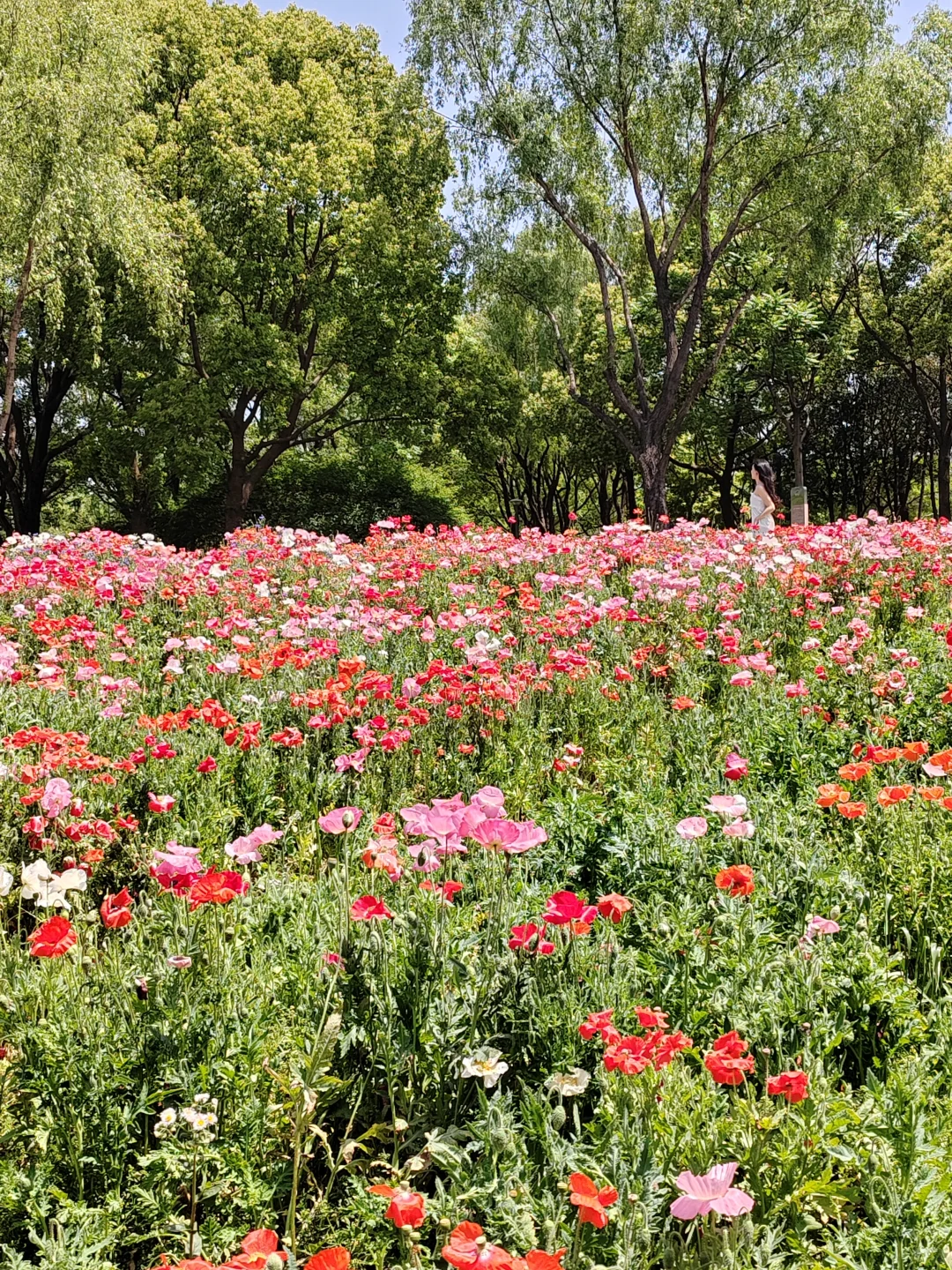 4.25日记
