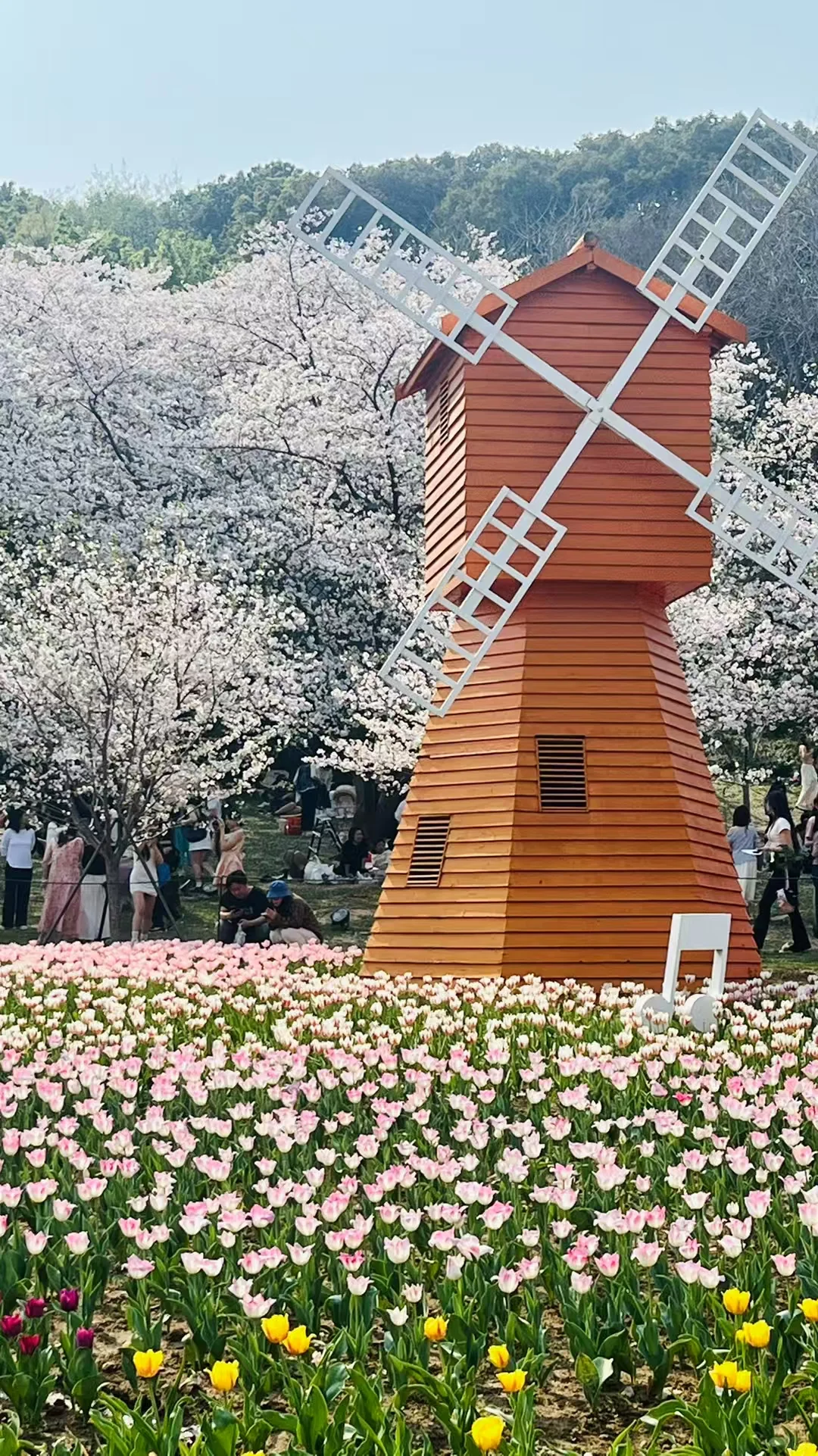 景区赏花前线