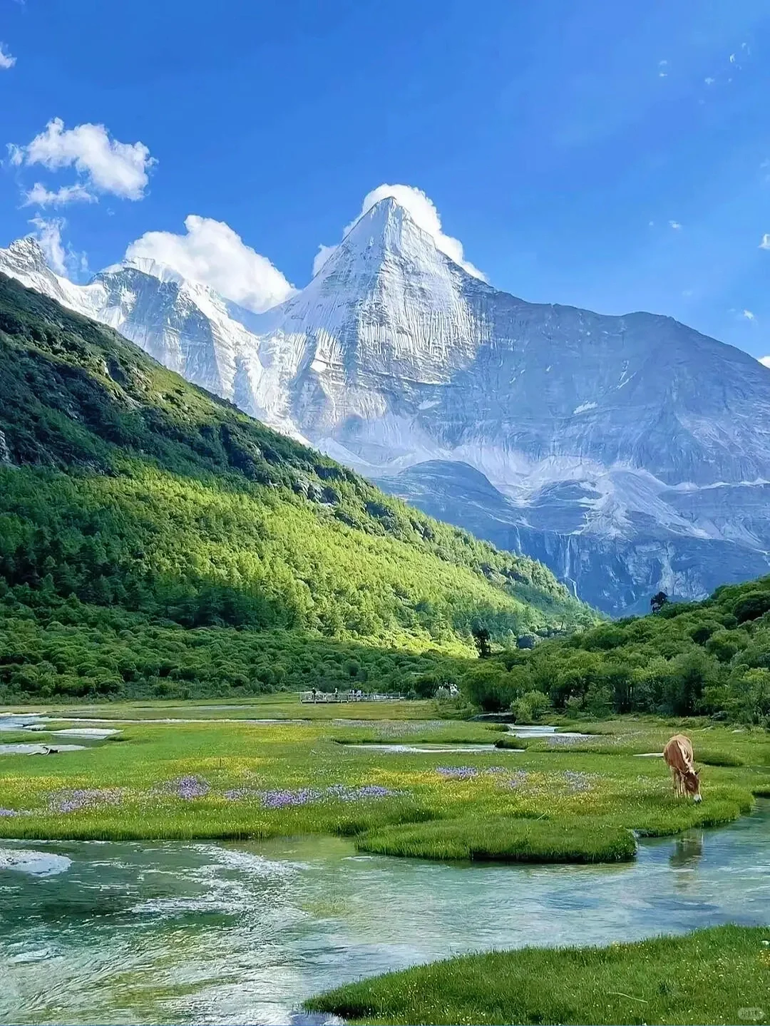 四姑娘山豪赌成功！美过瑞士的夏日氧吧🍃💐