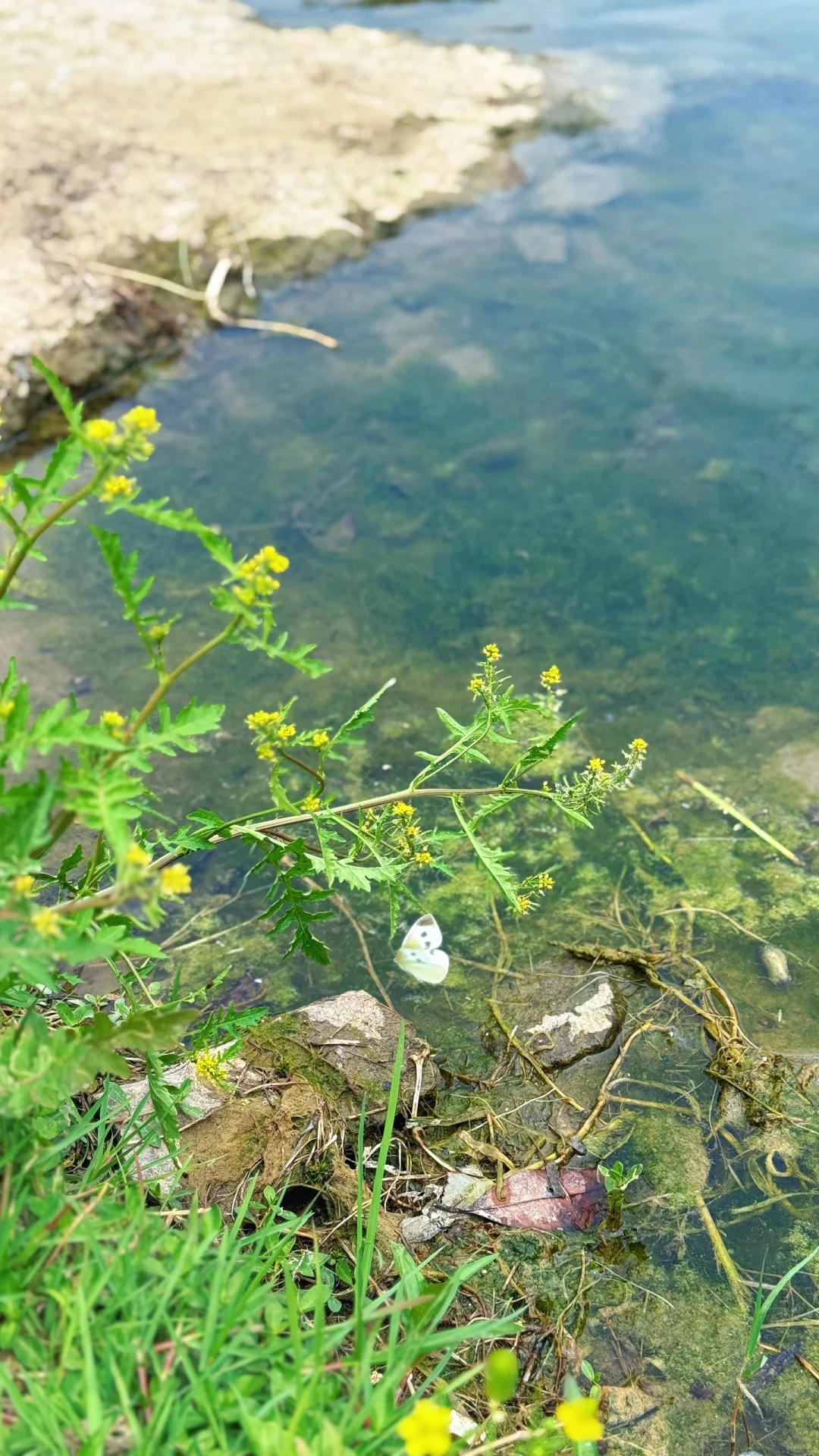 🎉探秘十八里河🌊自然美景，亲子游的好去处！