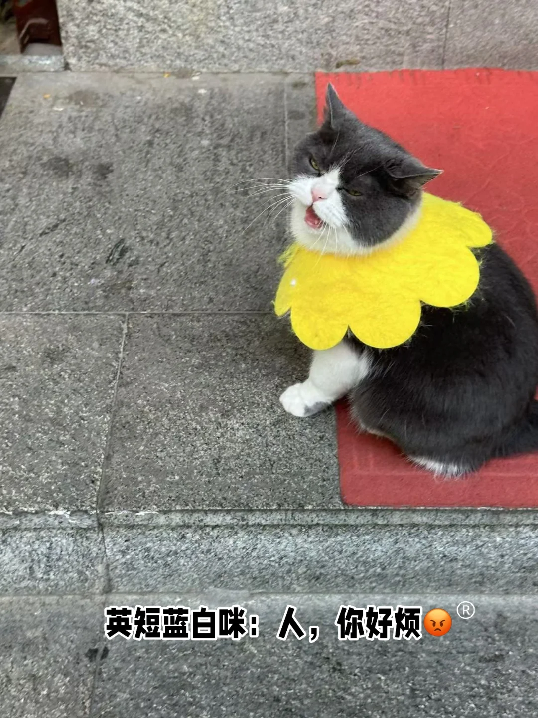 天平湖岱庙和老街和猫