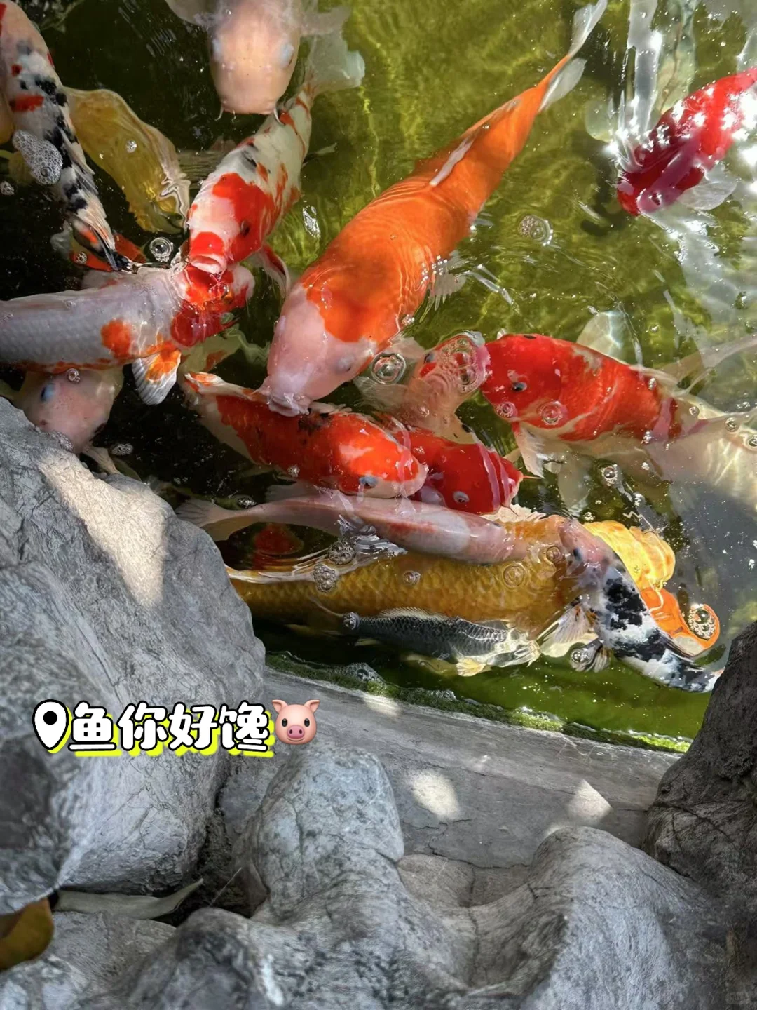 天平湖岱庙和老街和猫