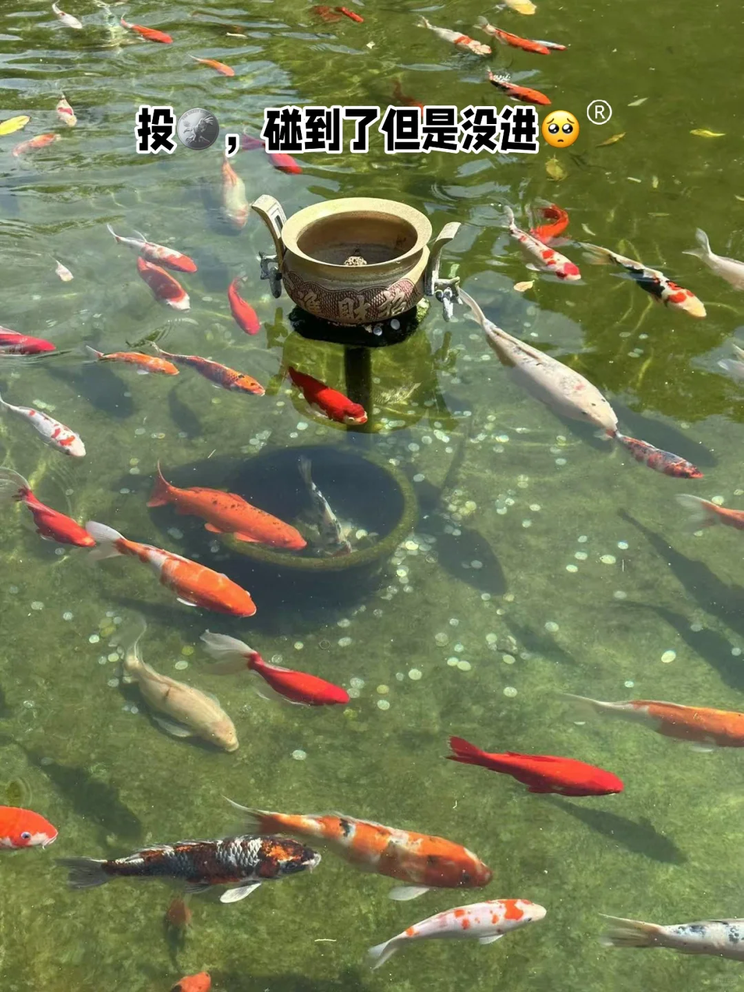 天平湖岱庙和老街和猫
