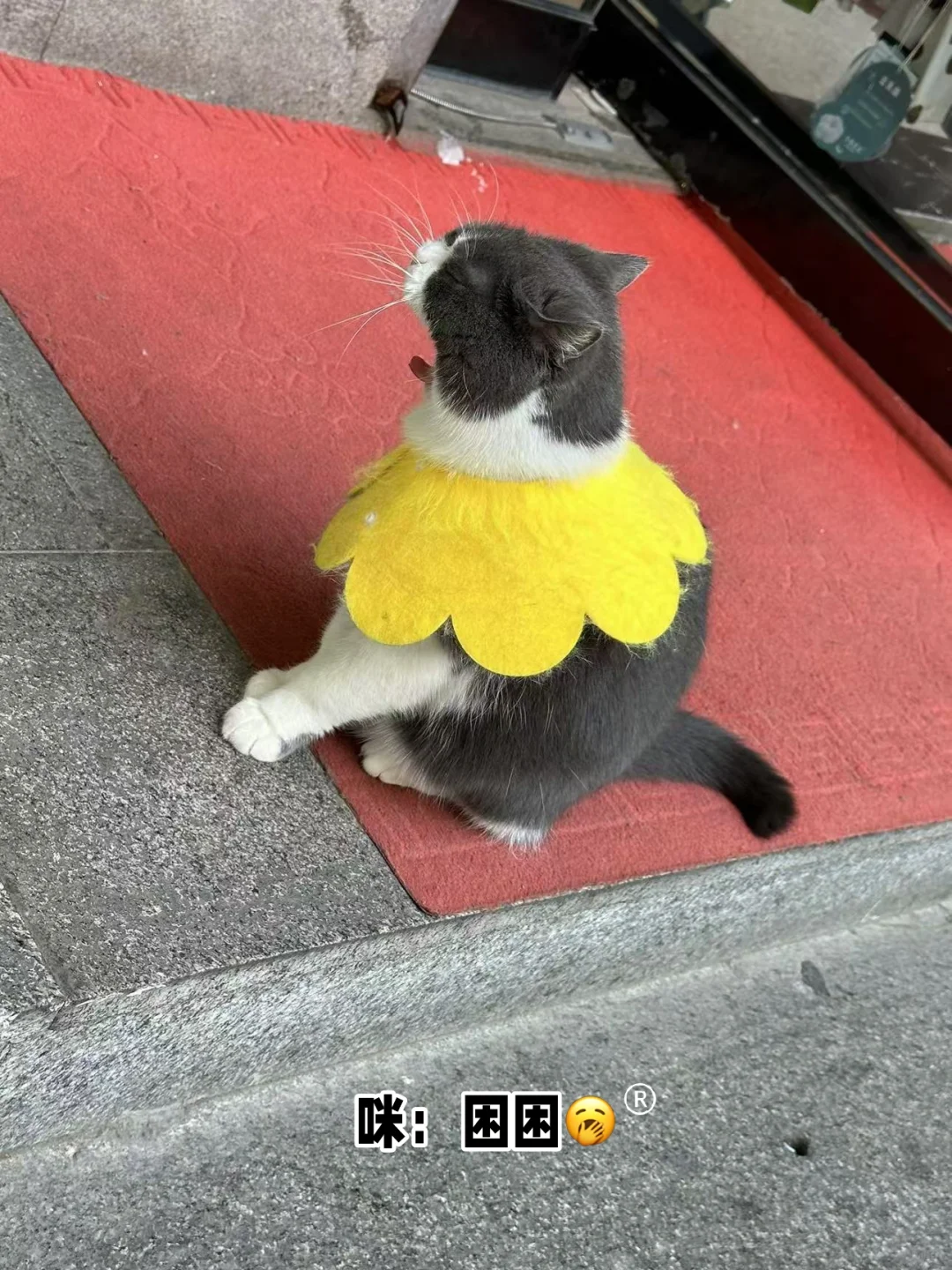 天平湖岱庙和老街和猫