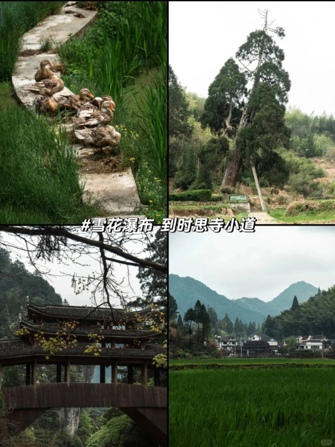 畲耕公社豆腐娘下饭，东西岩飞拉达超刺激！