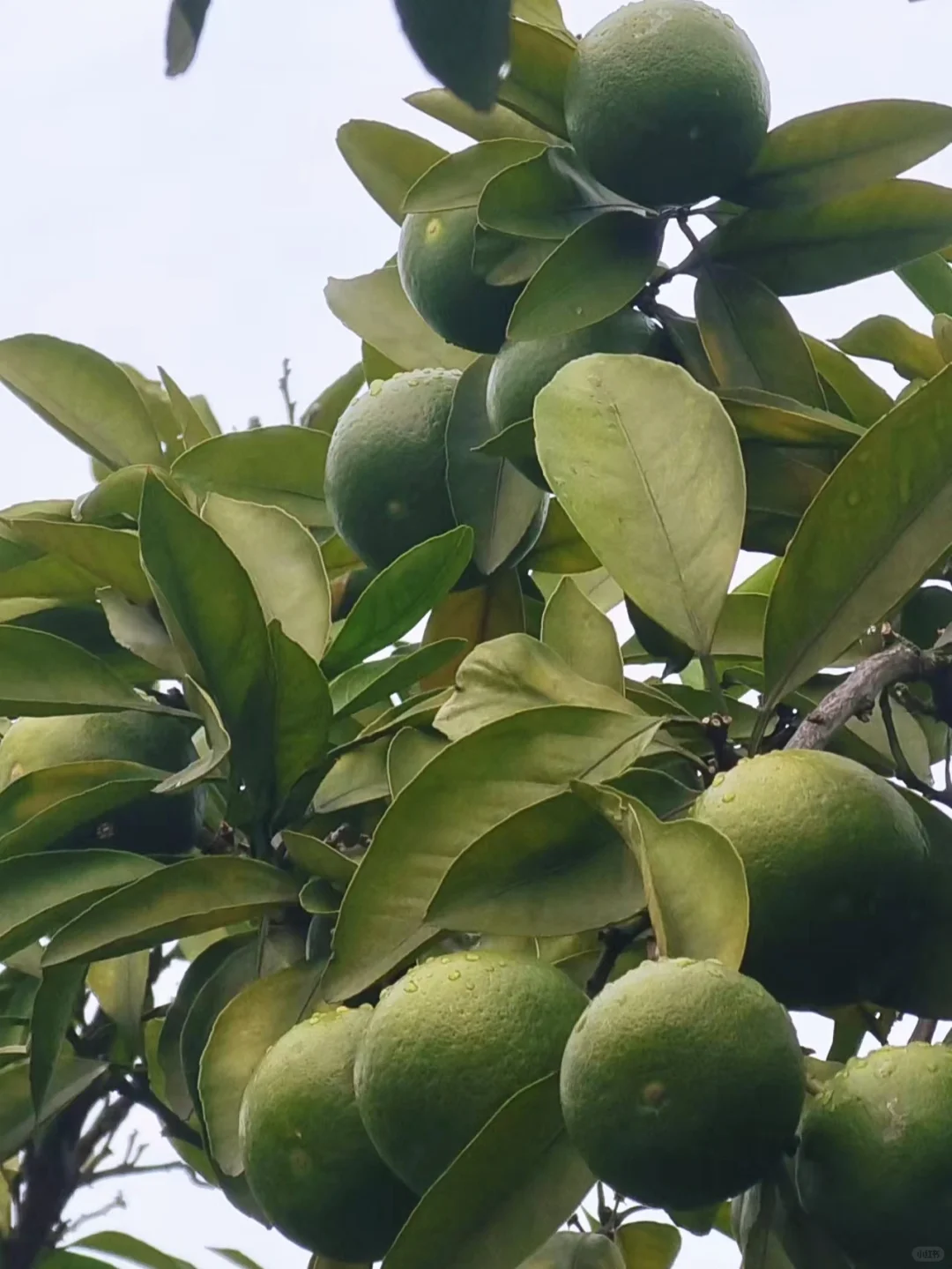 橘子洲 | 湘江明珠，红色诗魂