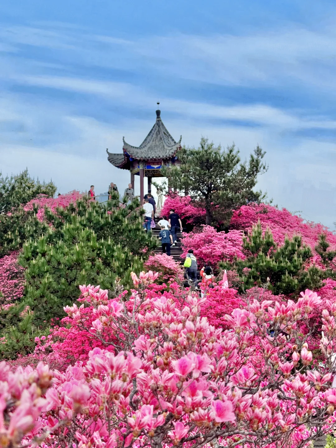 武汉2h，这里杜鹃花🌺已开爆！速来！附攻略