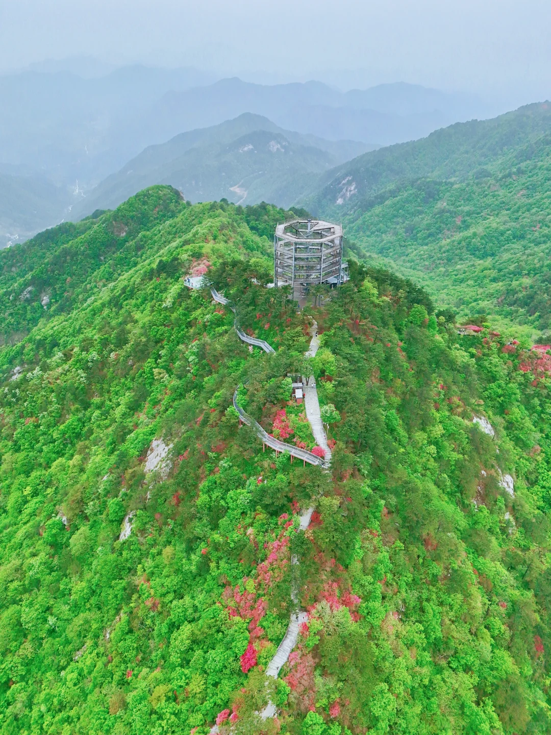 武汉2h，这里杜鹃花🌺已开爆！速来！附攻略