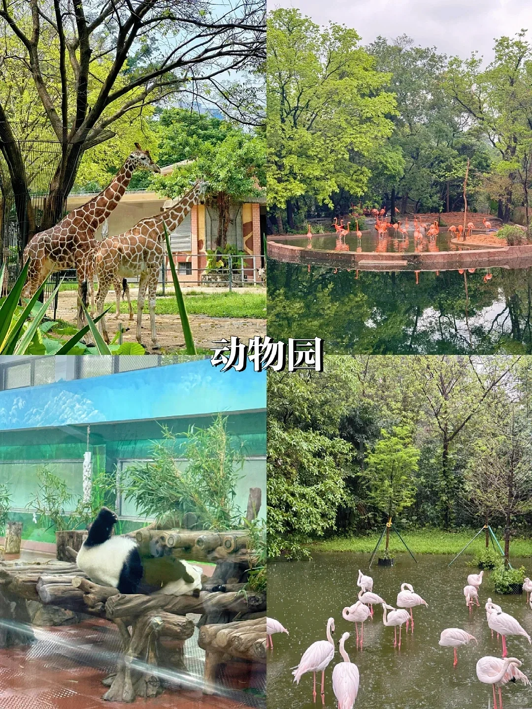 在广州待了7年‼给4-6月来的姐妹一些建议