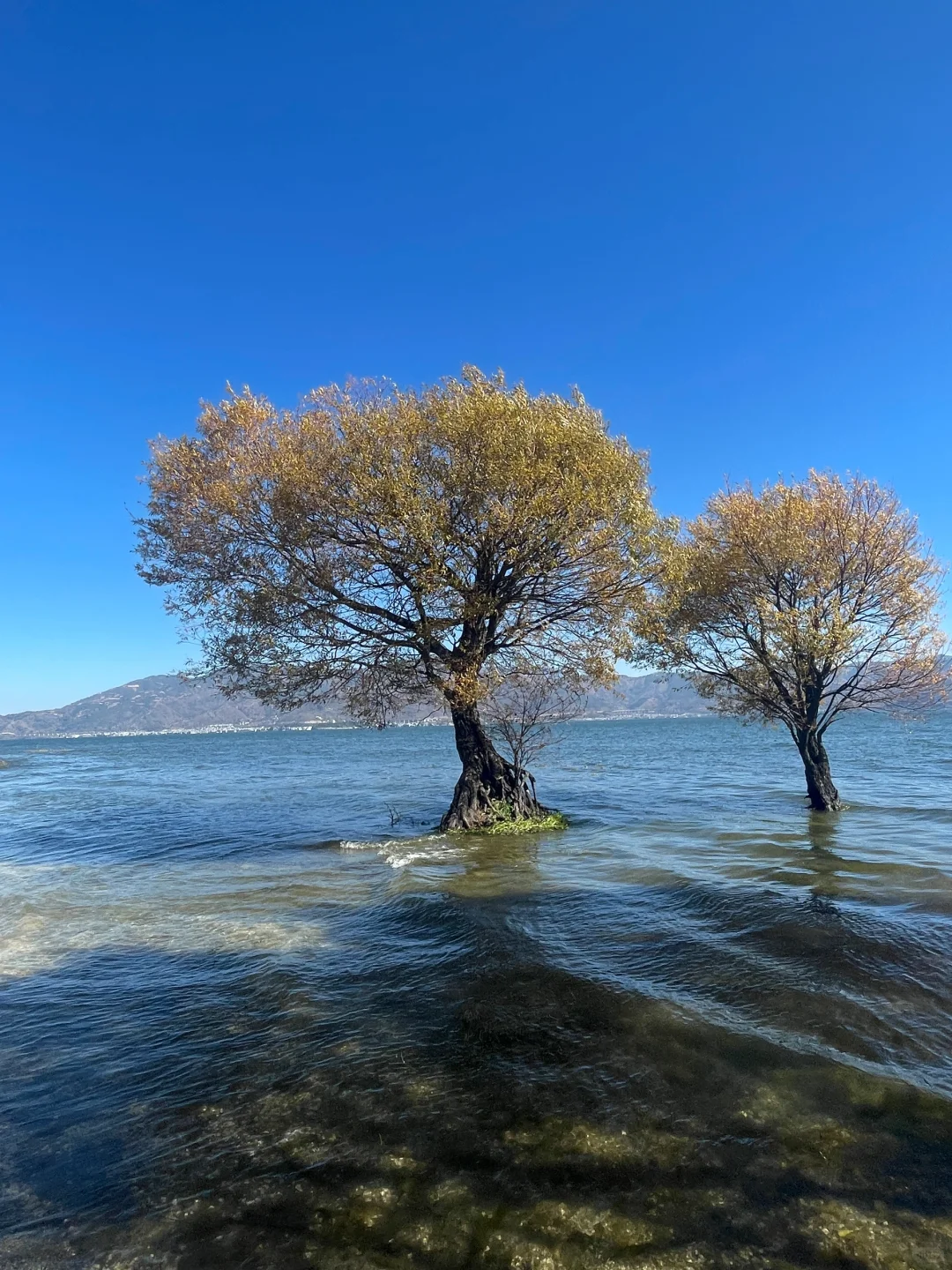 严重被低估❗️洱海旅拍人少出片宝藏公园🏞️