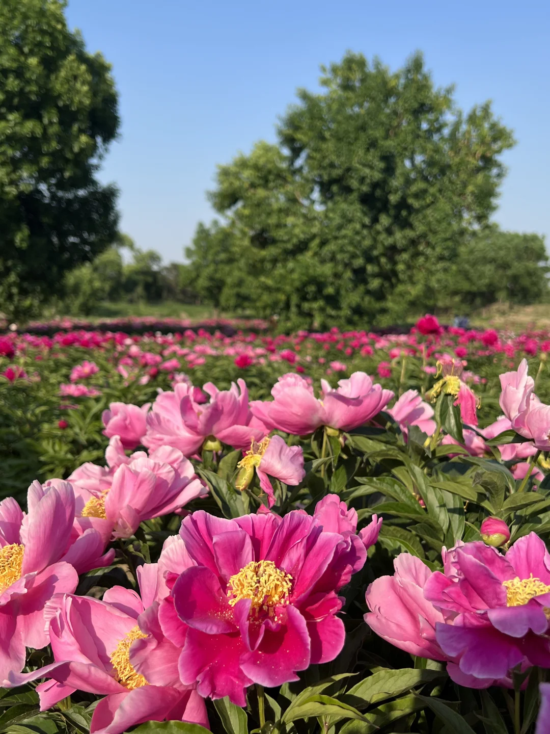 北京春日顶流🌸被问爆的限定芍药花海来了！