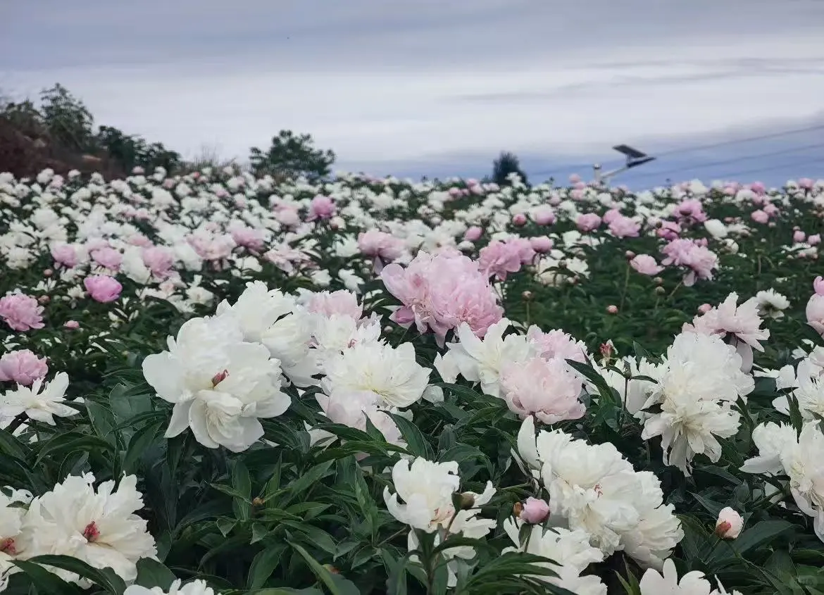 德阳旅游攻略