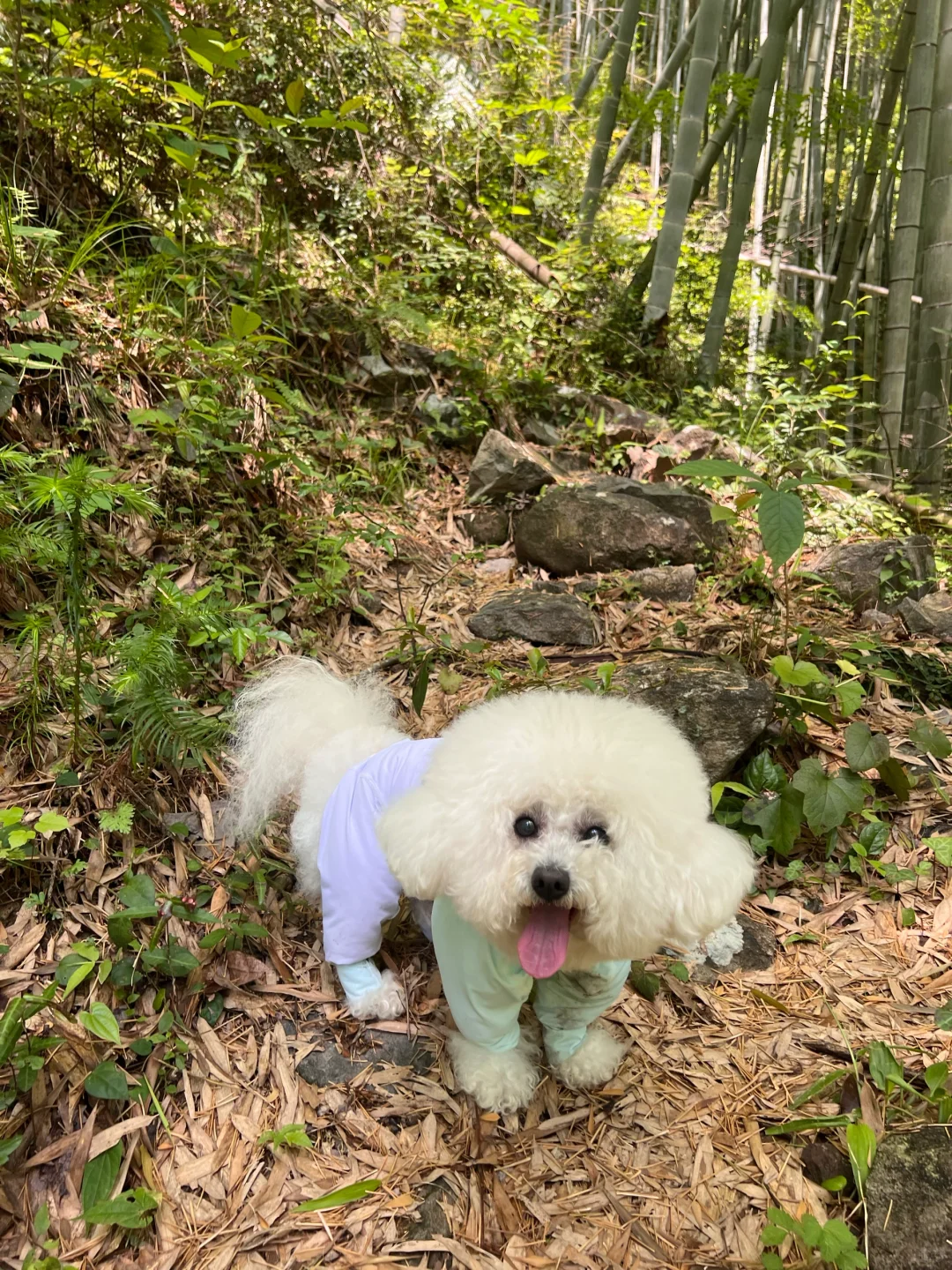 徒步/岩门下村景区环线-绝美瀑布~