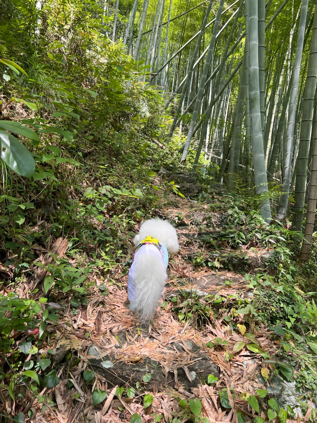 徒步/岩门下村景区环线-绝美瀑布~
