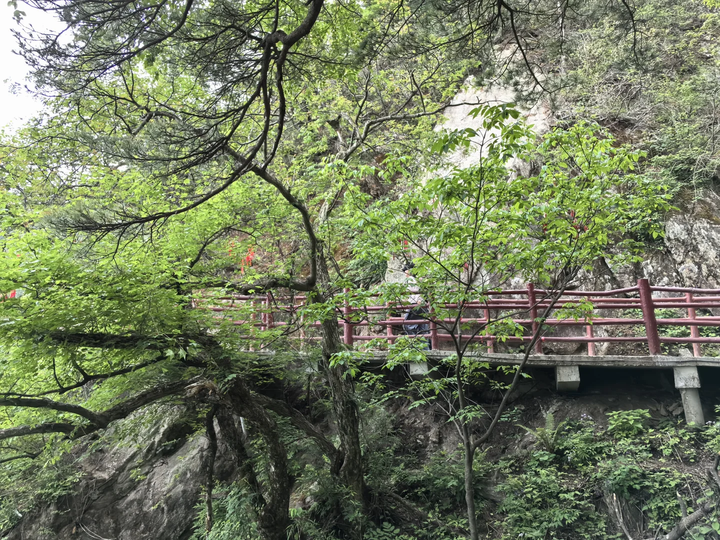 领略祖国大好河山（河南洛阳老君山）