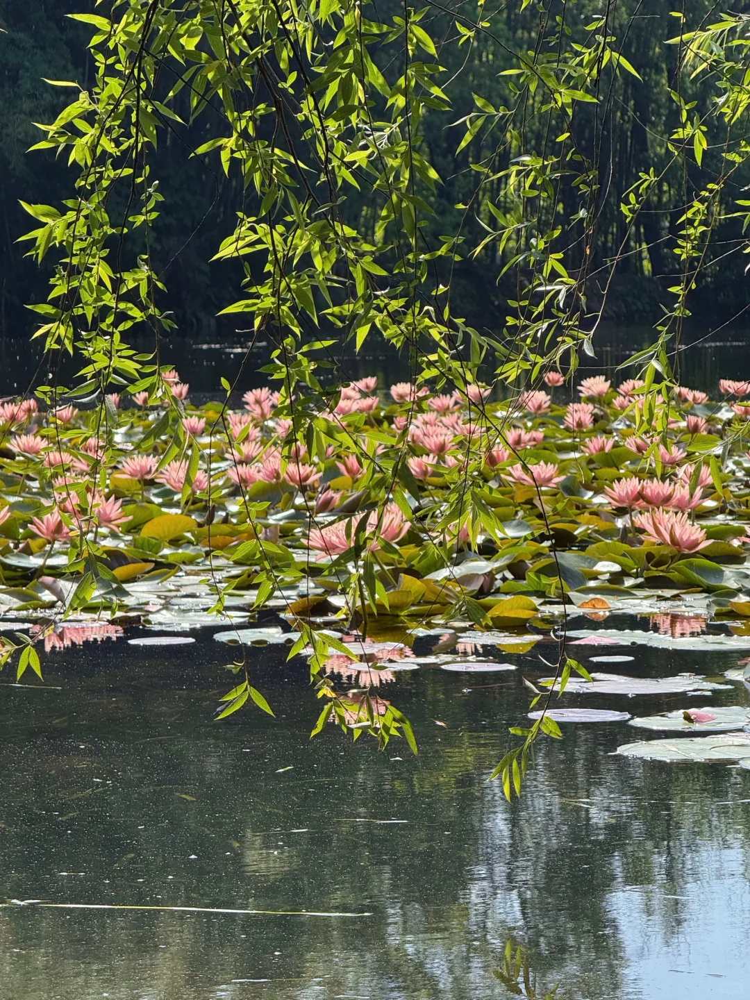 杭州现状,6月去的姐妹尽早改行程