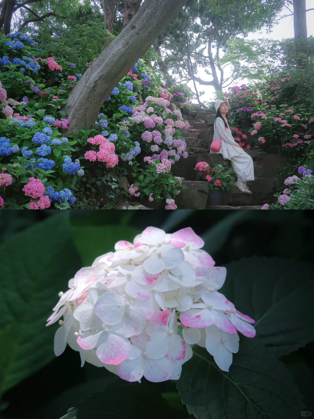 鼋头渚|花菖蒲无尽夏