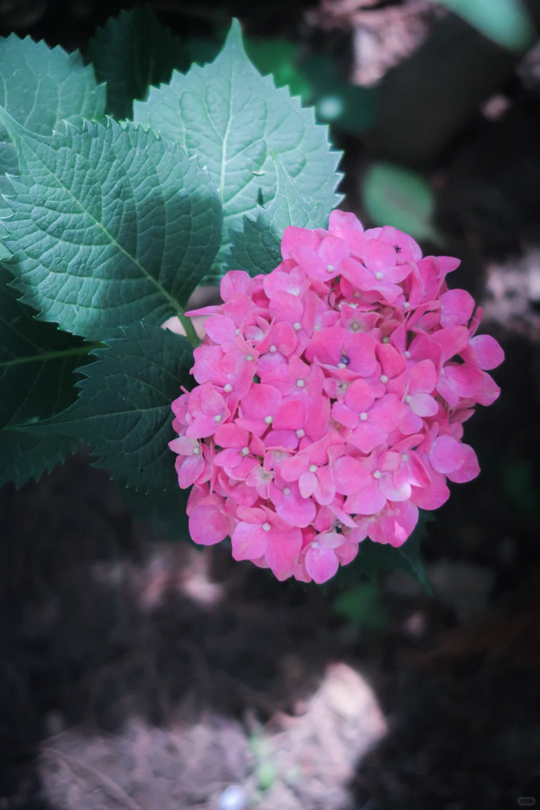 鼋头渚|花菖蒲无尽夏