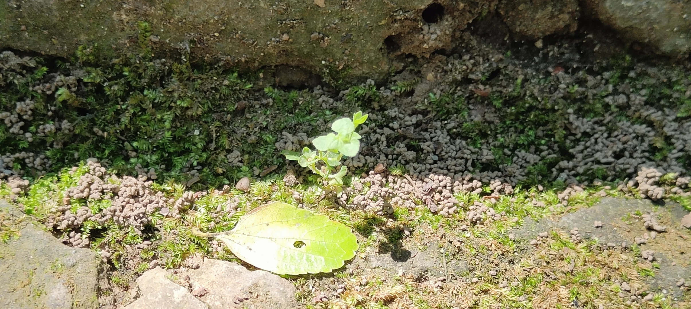 属于上海的小众天然氧吧