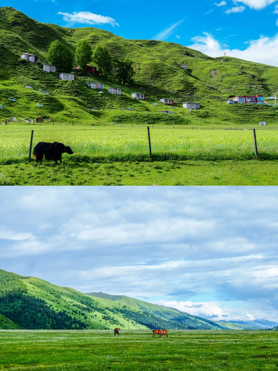 接下来的川西真的不需要滤镜。。。美晕了!!😭