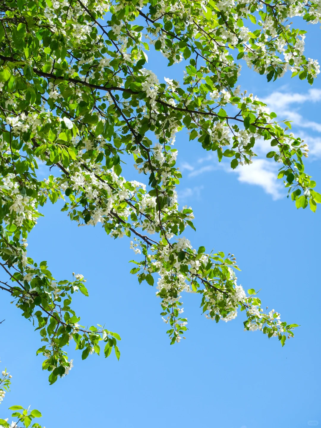 接下来的川西真的不需要滤镜。。。美晕了！！😭