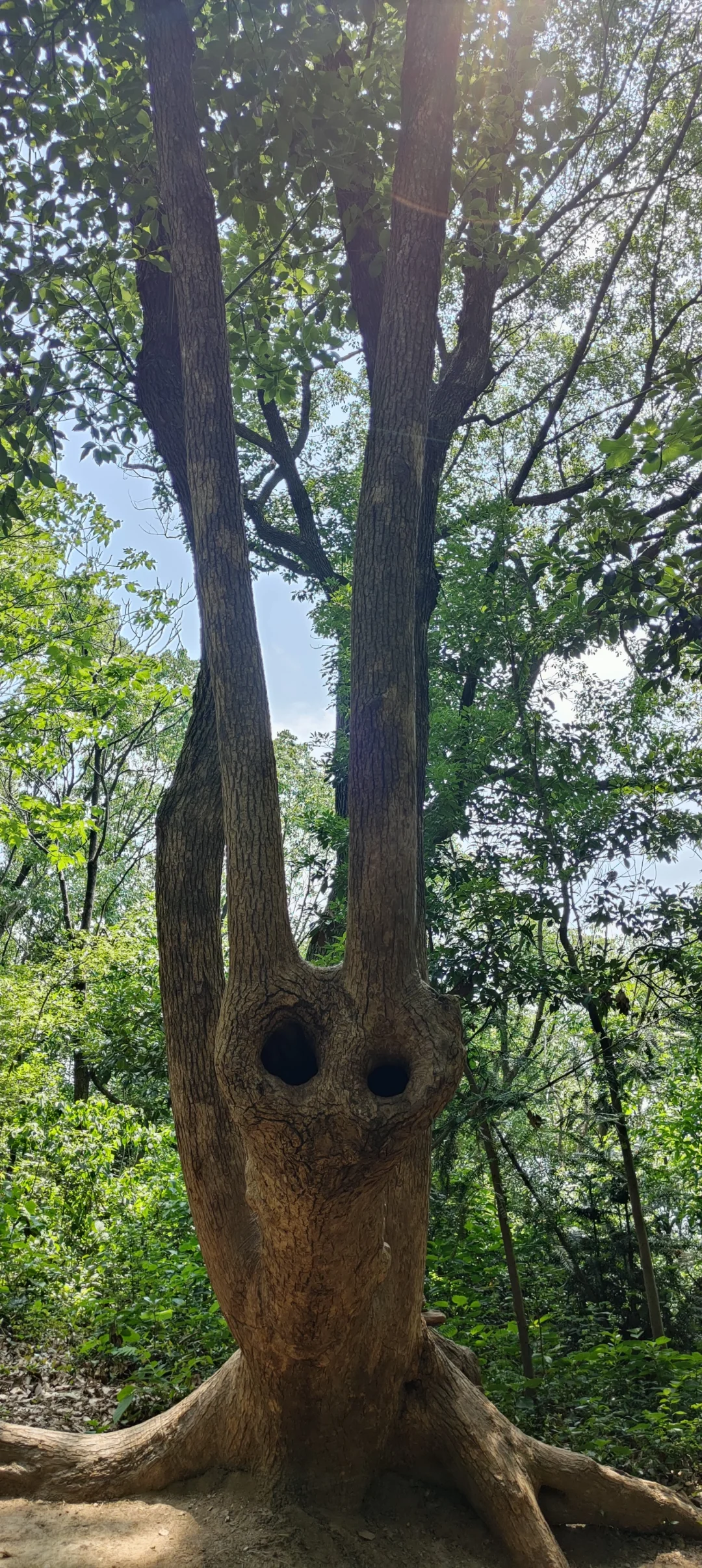 属于上海的小众天然氧吧