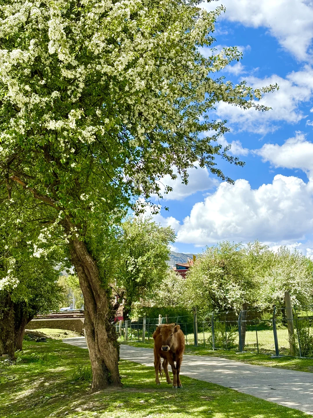 接下来的川西真的不需要滤镜。。。美晕了!!😭