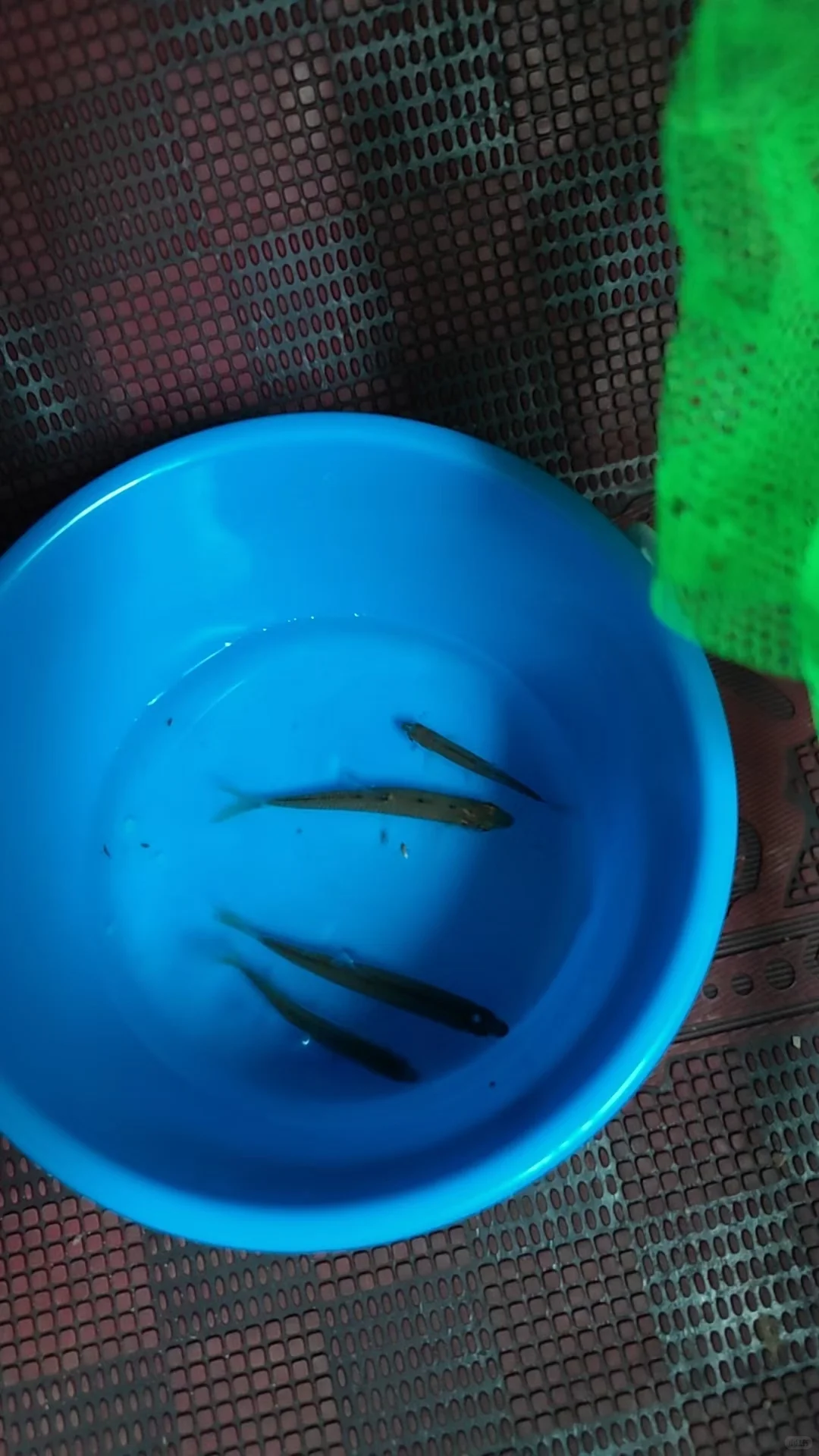 邢台周边免费捞鱼摸虾