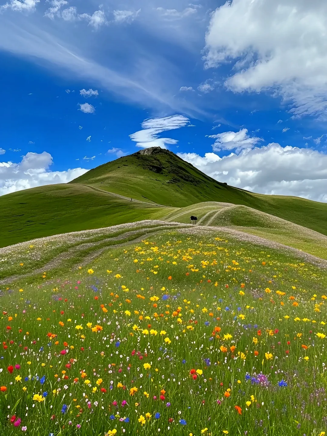 答应我‼️这辈子不要放弃去川西💐🐑……