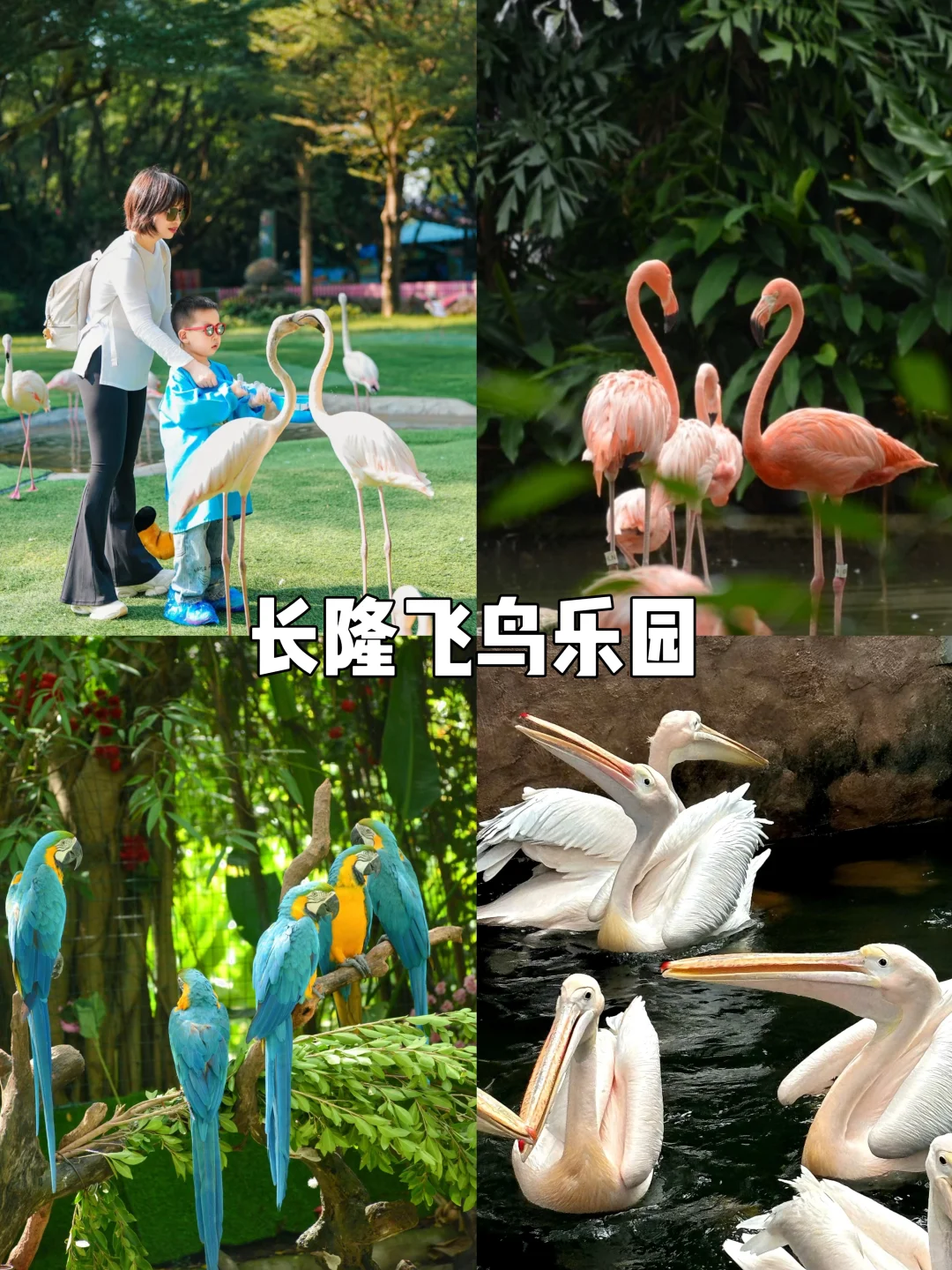 速囤！广州长隆3天，住熊猫玩四园才这个价