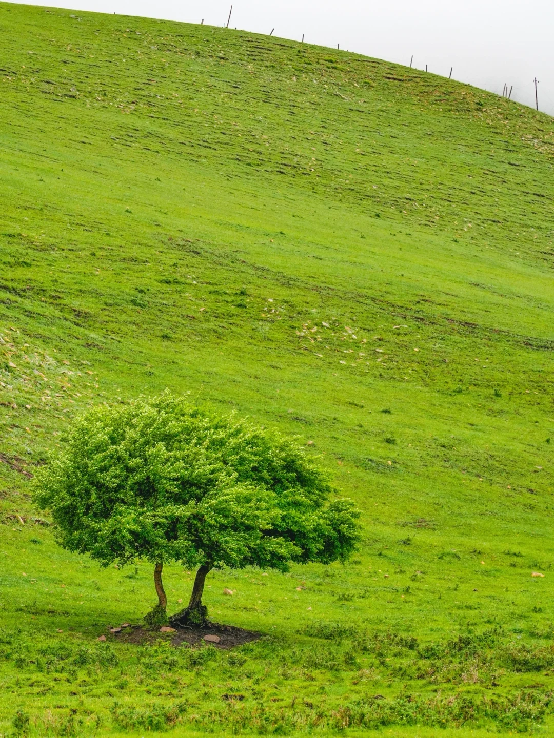 不是呼伦贝尔！是北京🚗3h可达的小众秘境🍃