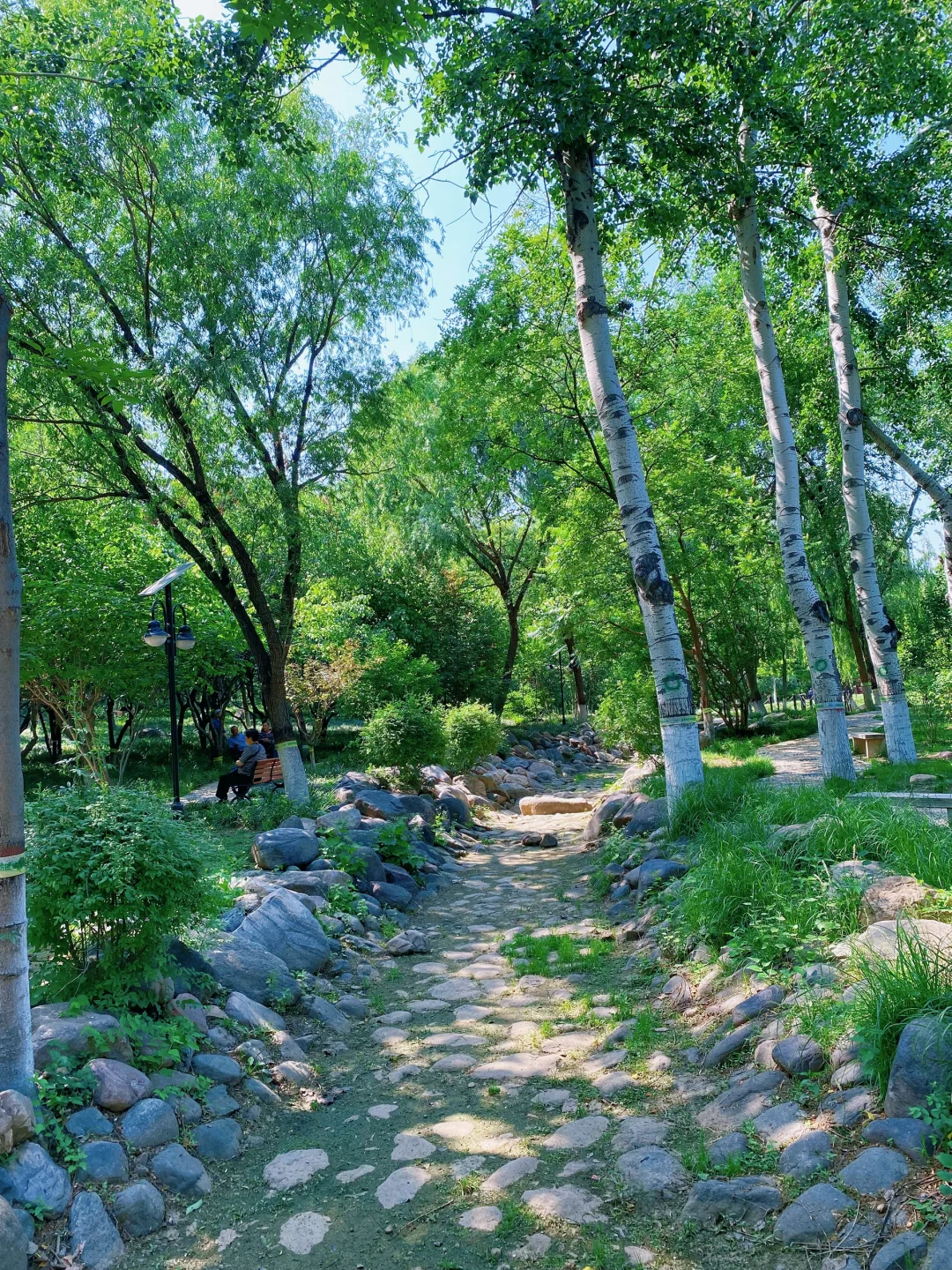 石门名片之——槐北公园（1️⃣绿树浓荫夏日长）