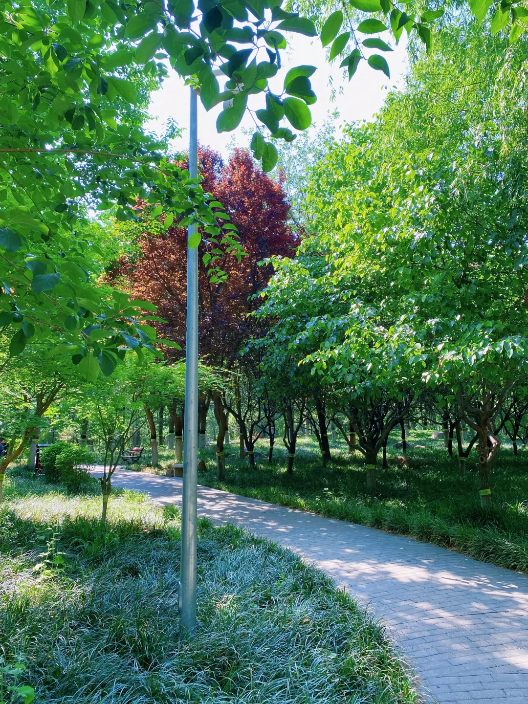 石门名片之——槐北公园（1️⃣绿树浓荫夏日长）