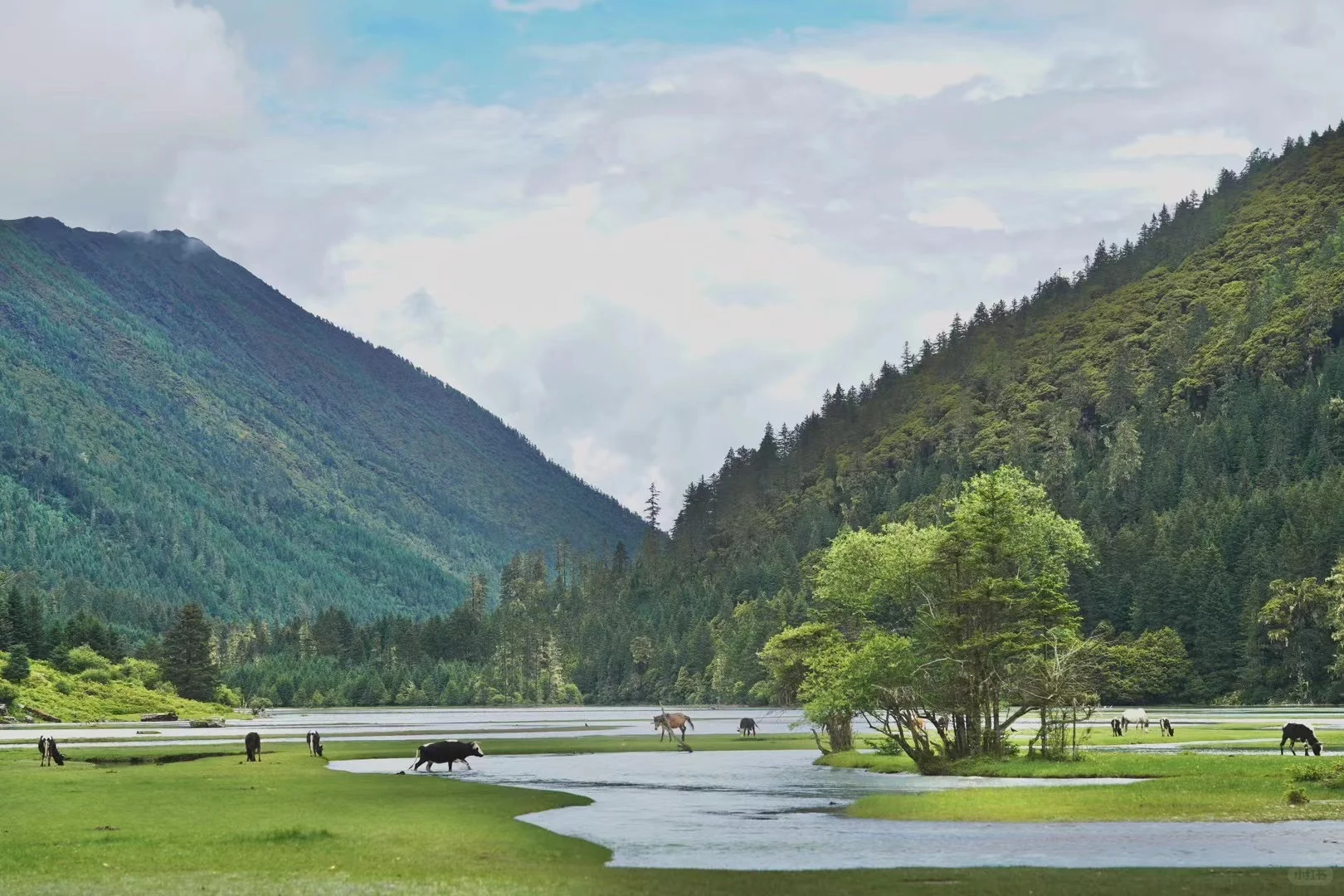 月亮湖泡野温泉捡菌子