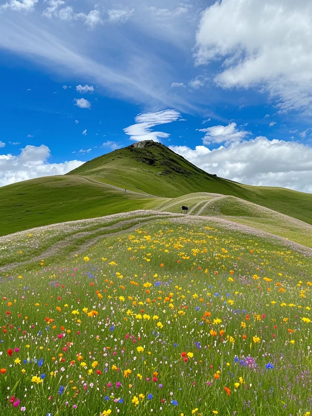 不在瑞士...7-8月的川西🏔️！！💐美到失语😭