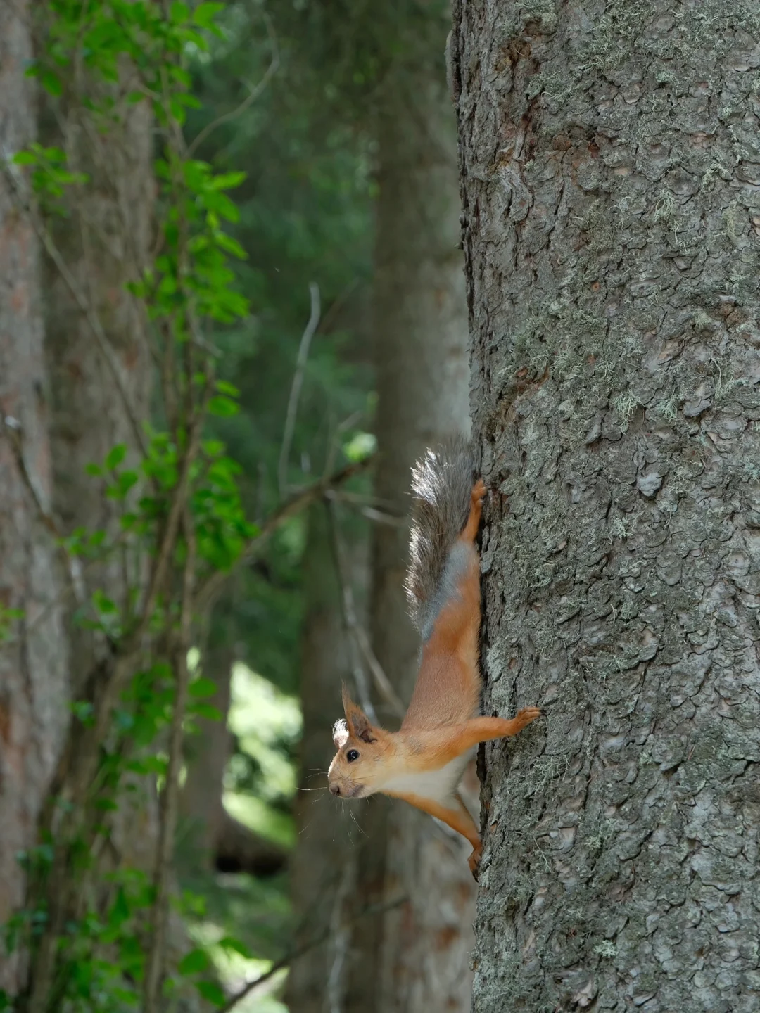 没去瑞士！在国内的童话小镇🏔️美到失语